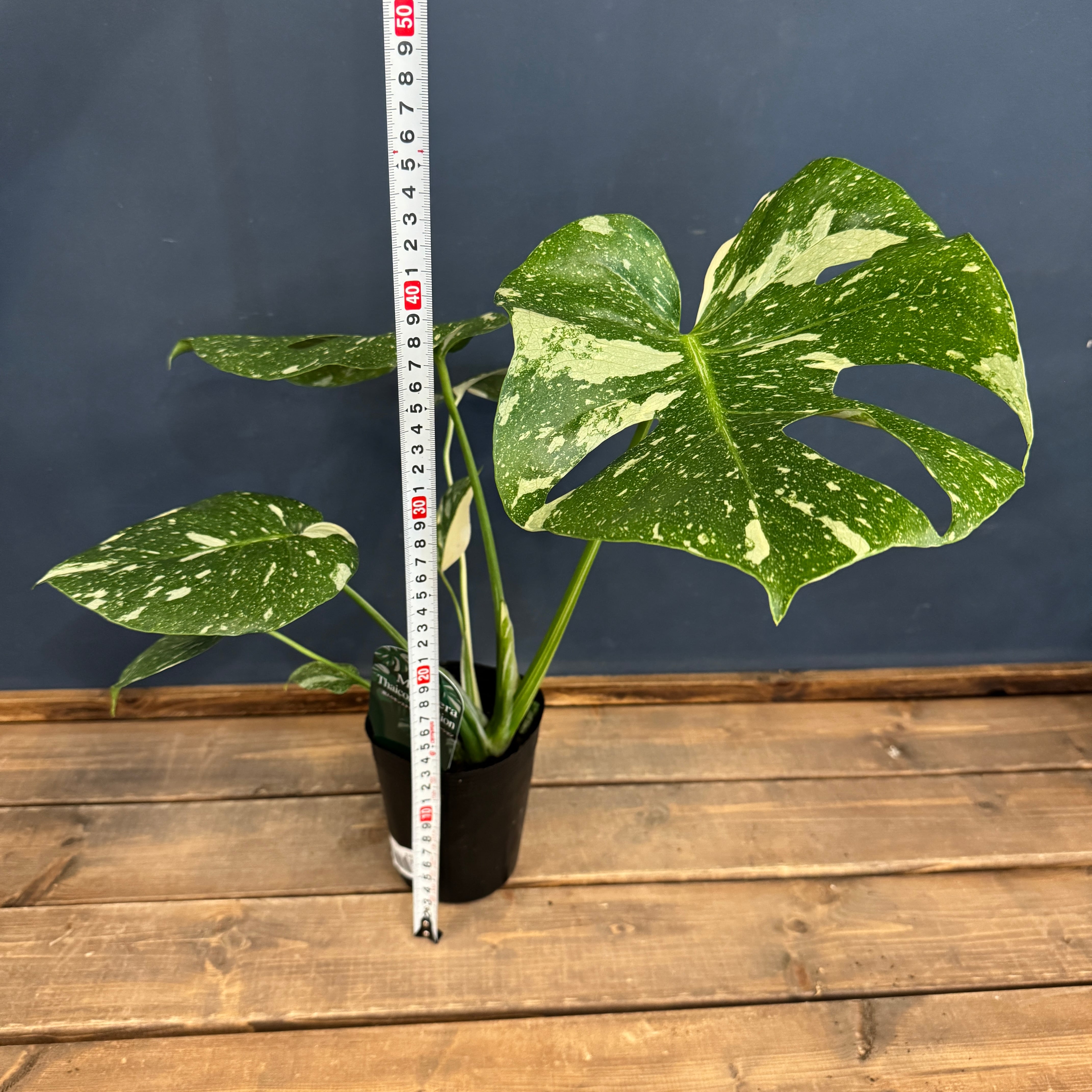 モンステラ タイコンステレーション【670】 | PROTOLEAF プロトリーフ