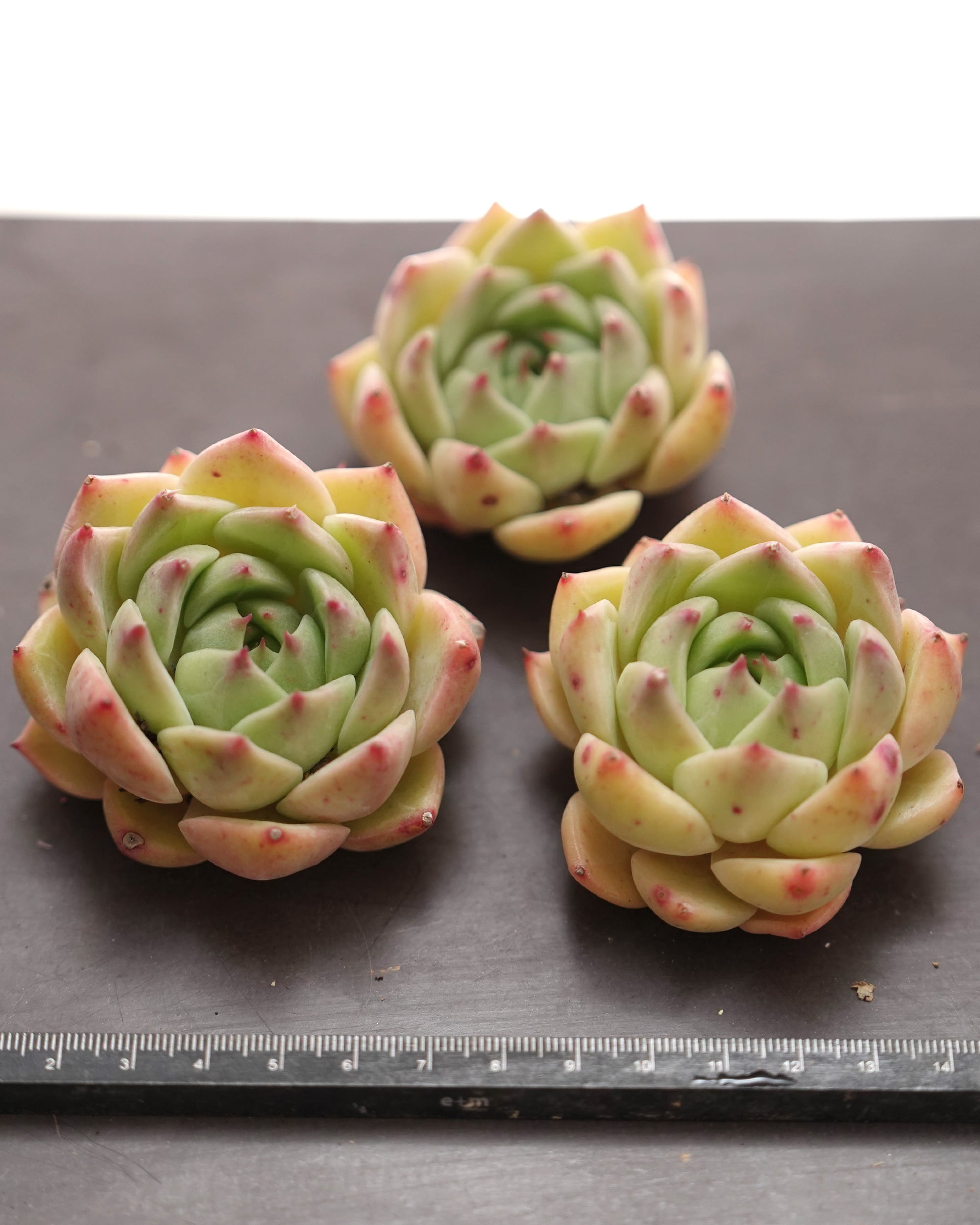 カット苗 イエロージェイン【日本初上陸?!】 Echeveria 'Yellow Jane