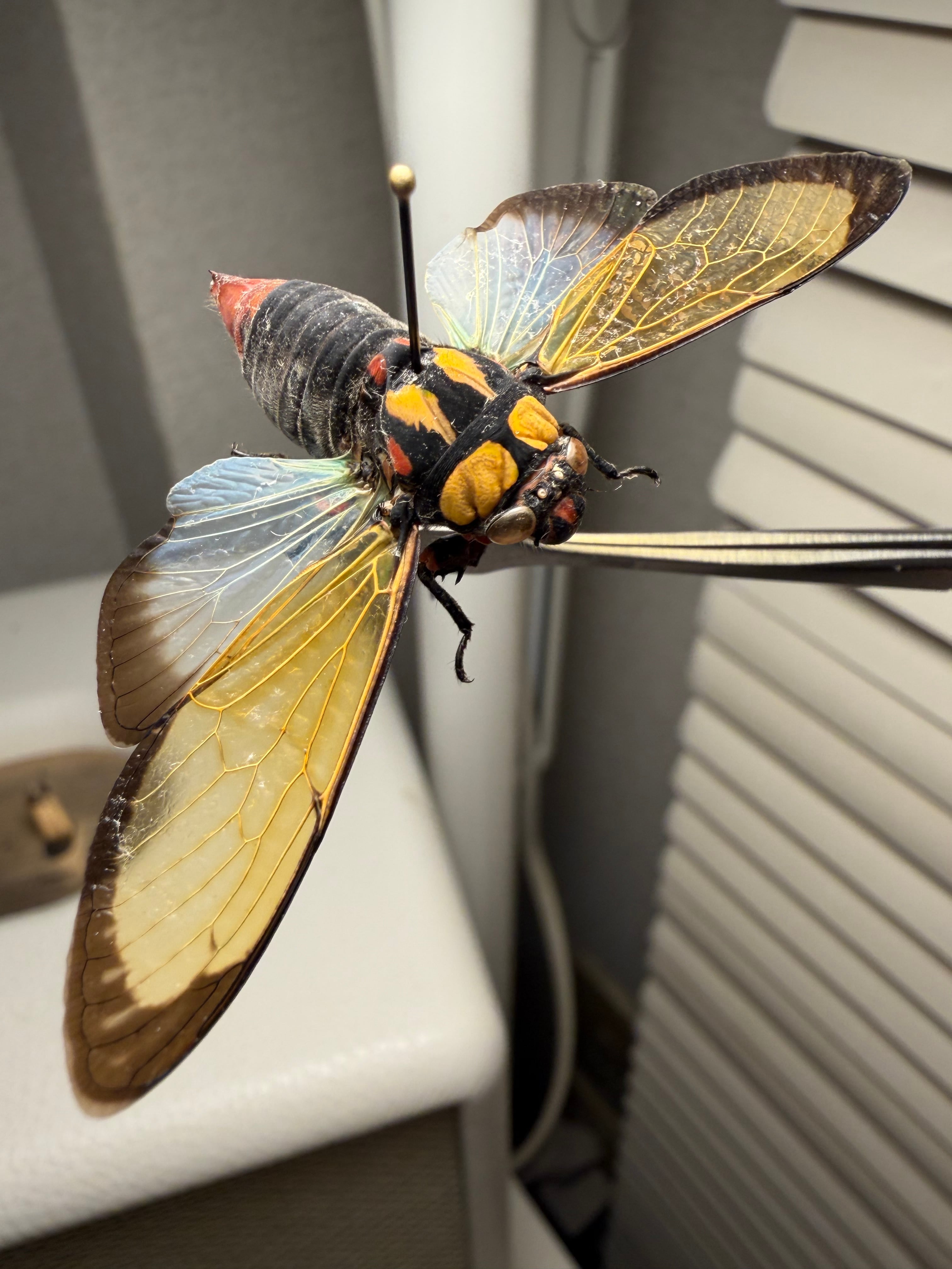 キエリアブラゼミ 蝉セミハエハチベルゼバブホークカゲロウヘビトンボ