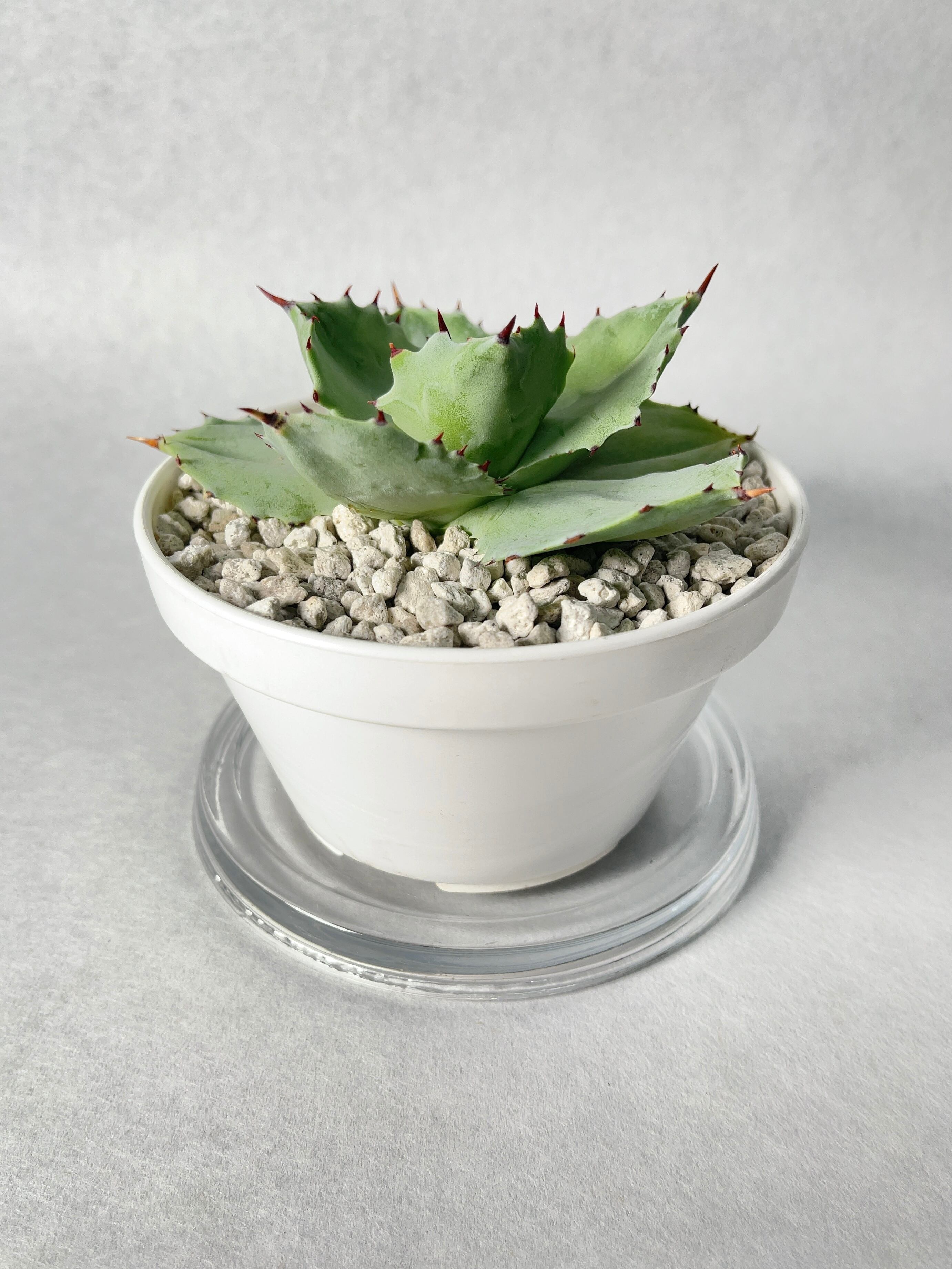 アガベ・甲蟹 | trigger