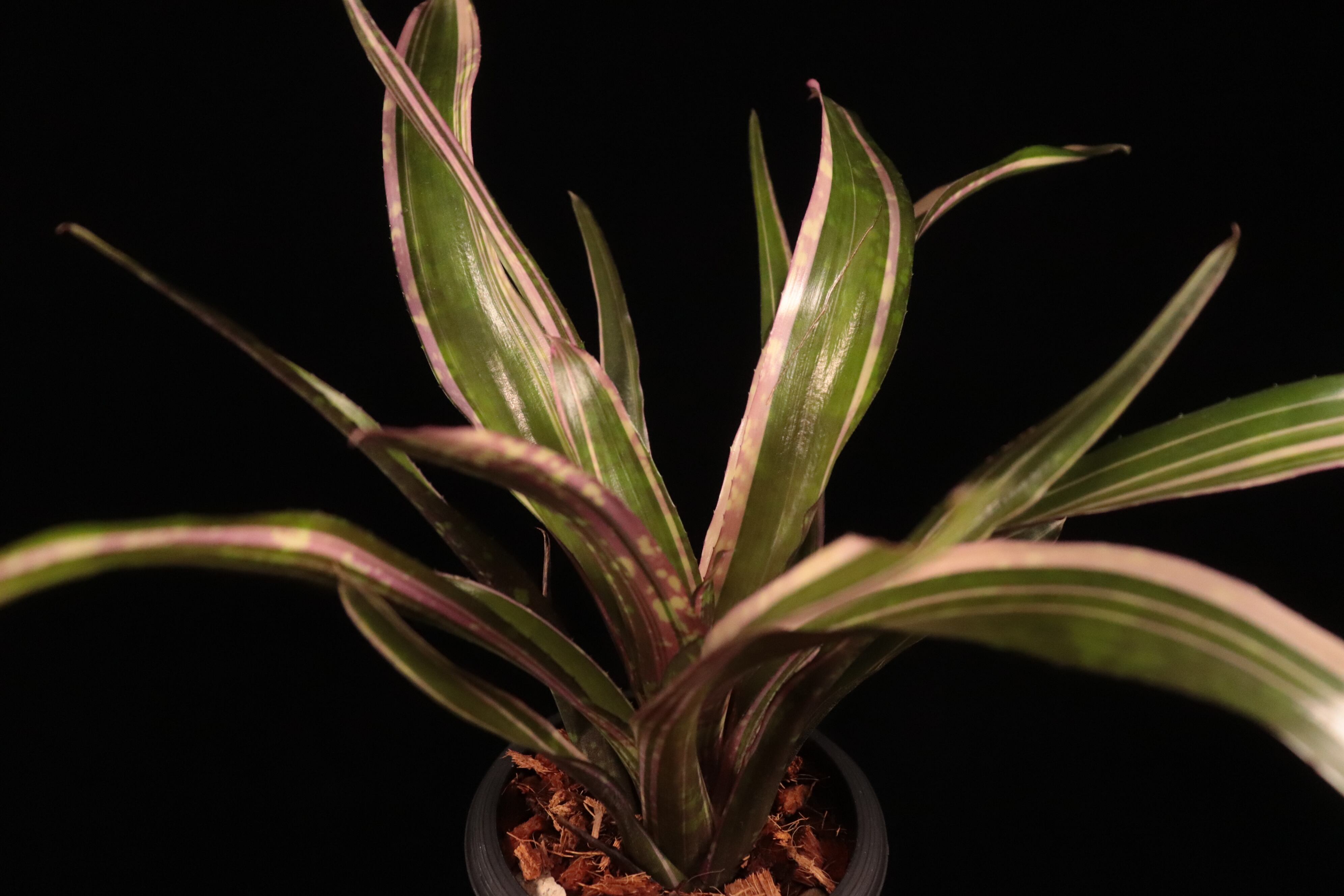 送料無料】Neoregelia 'Always Karen'〔ネオレゲリア〕現品発送N0638