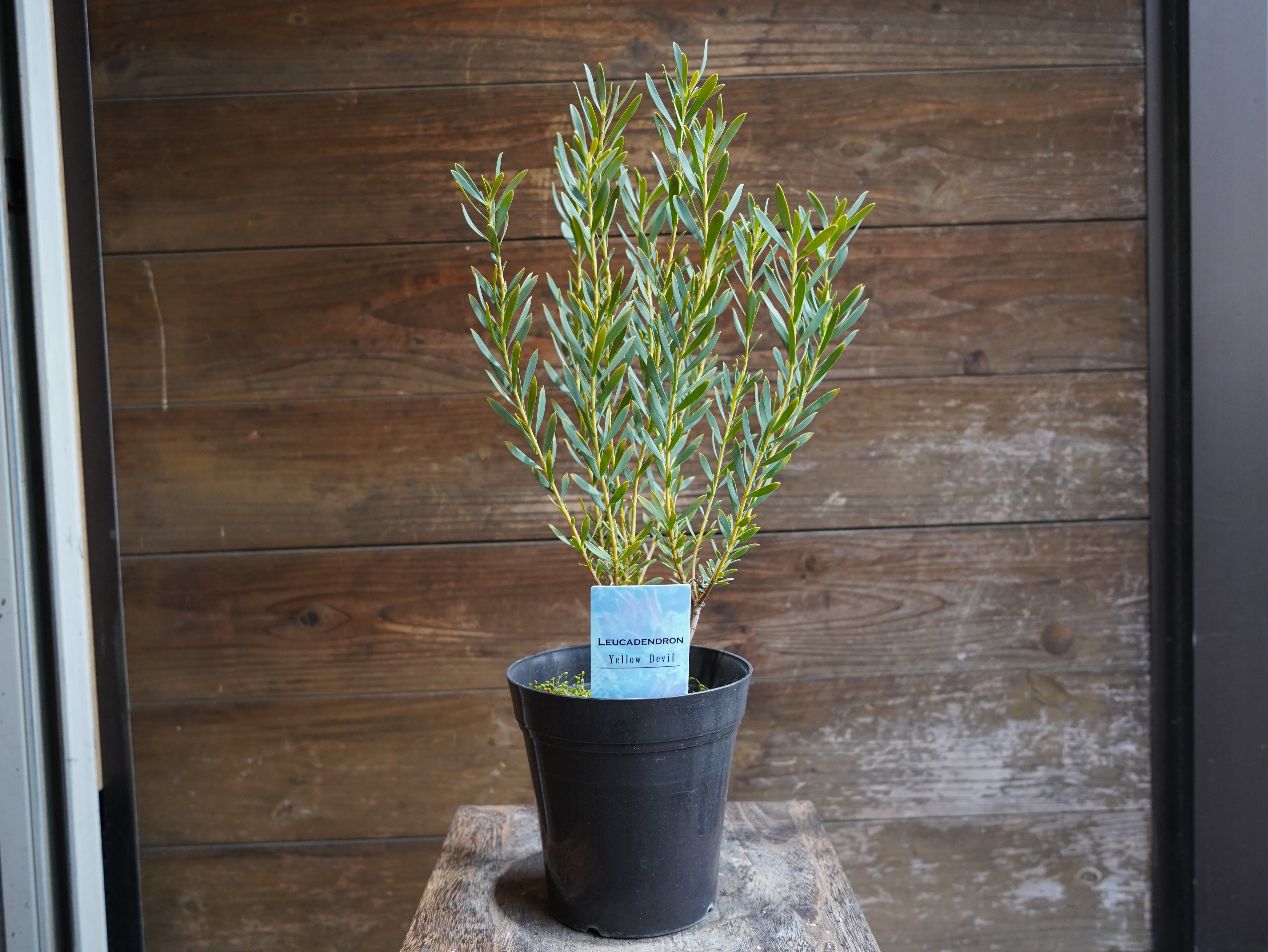 【現物】リューカデンドロン　”Yellow Devil”