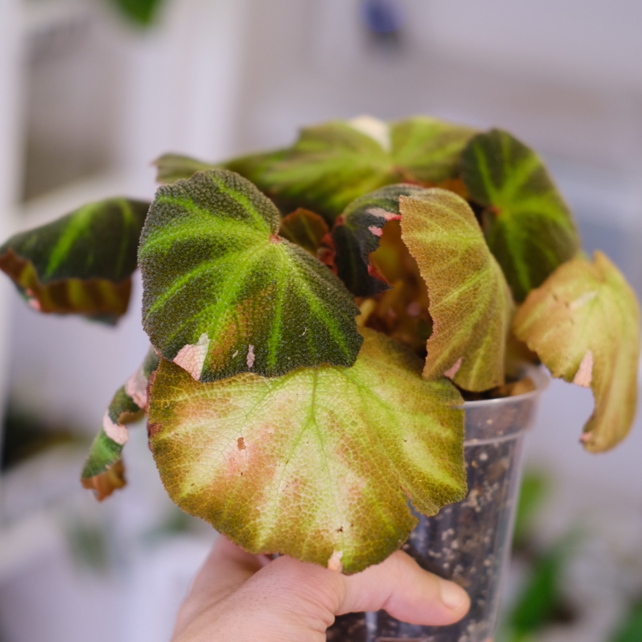 Begonia soli mutata Variegated / ベゴニア ソリムタータ バリエガータ ピンク④