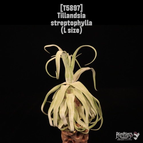Tillandsia streptophylla L〔ティランジア〕T5897