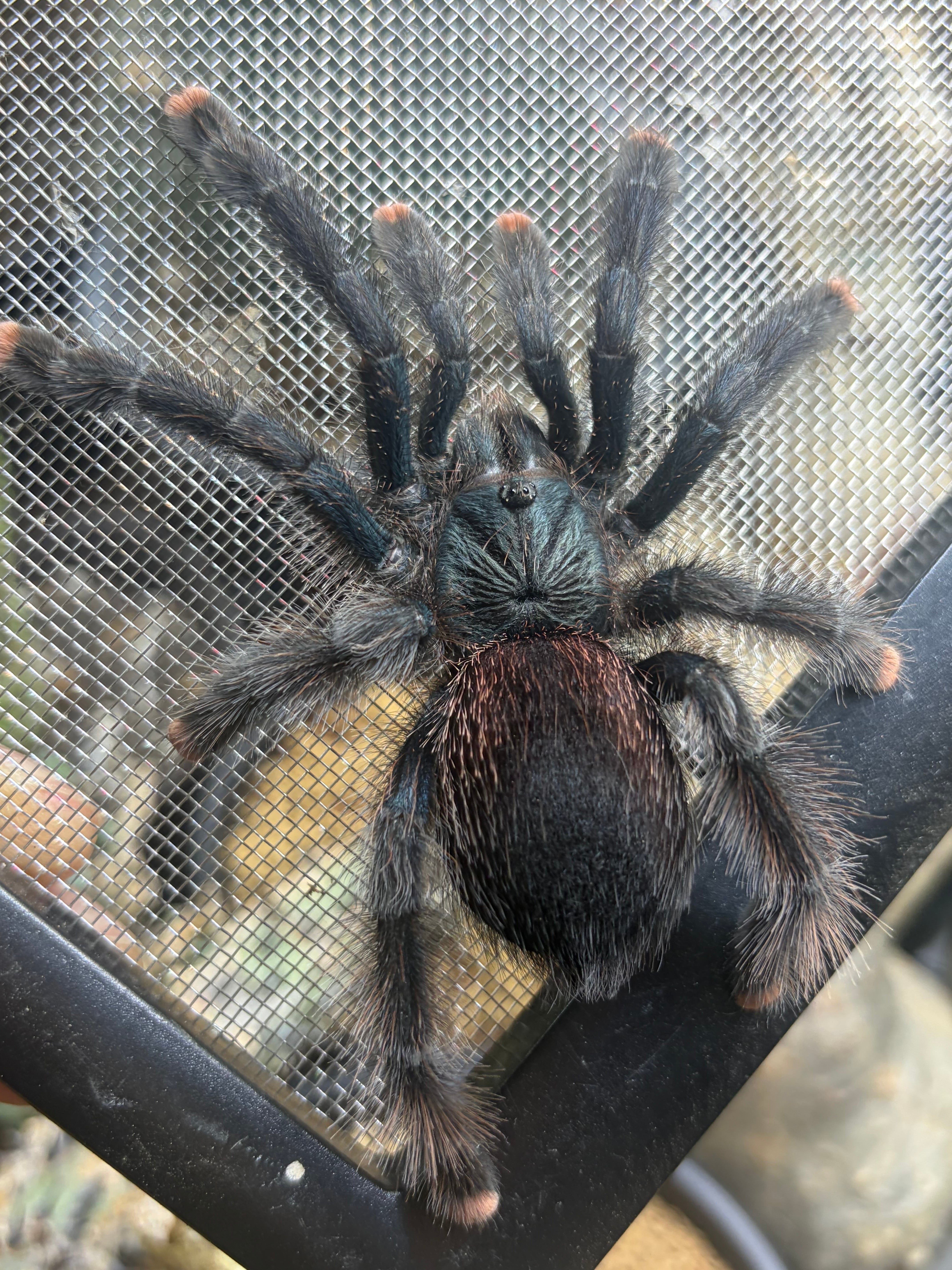 蜘蛛入門種】タランチュラで最もハンドリングがしやすい属のガイアナ