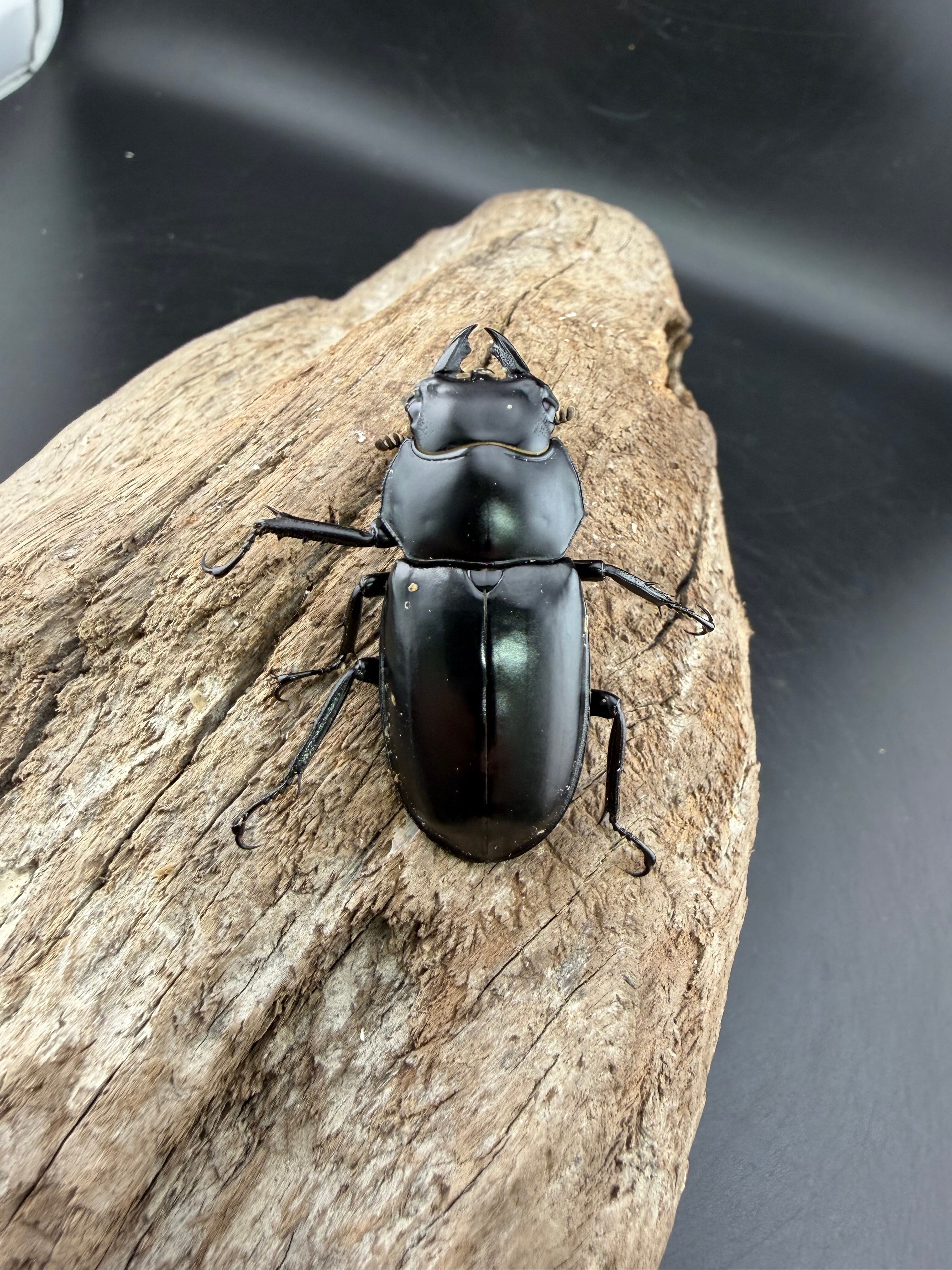 ウエストウッディ亜種カズミアエ 71mm ペア》 | KPW公式オンラインショップ