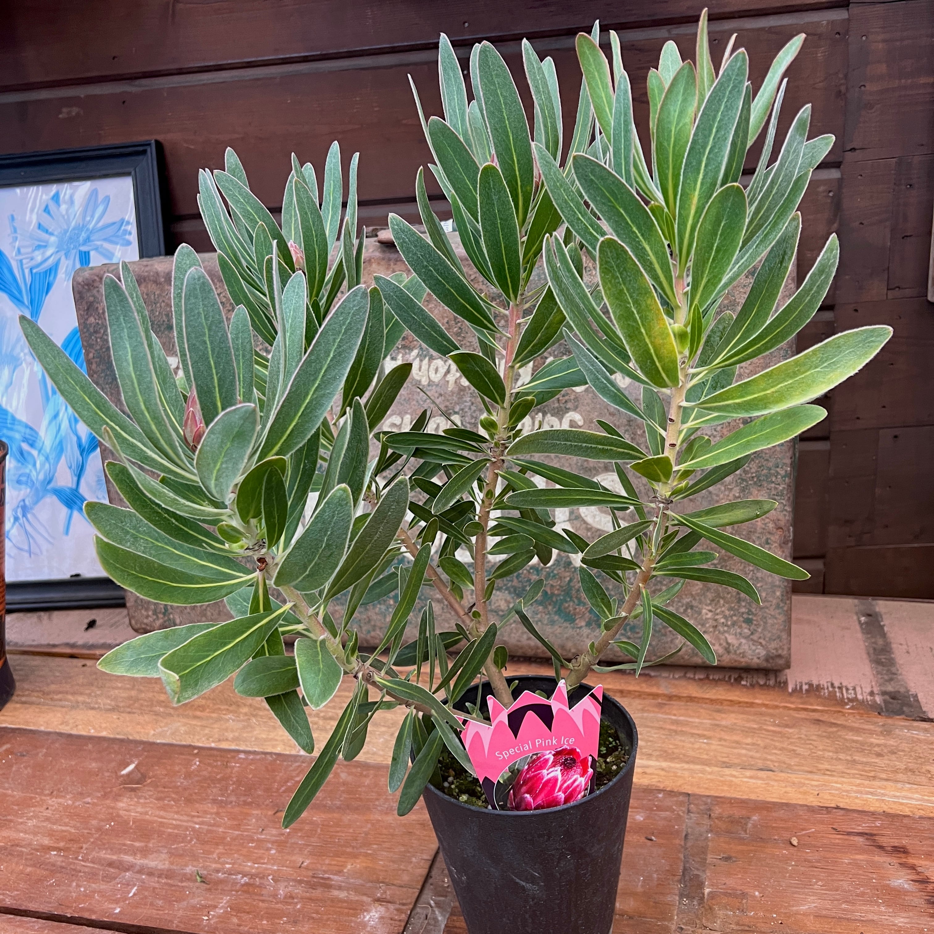 プロテア スペシャルピンクアイス（4本立ち） | 沼ノ上農園