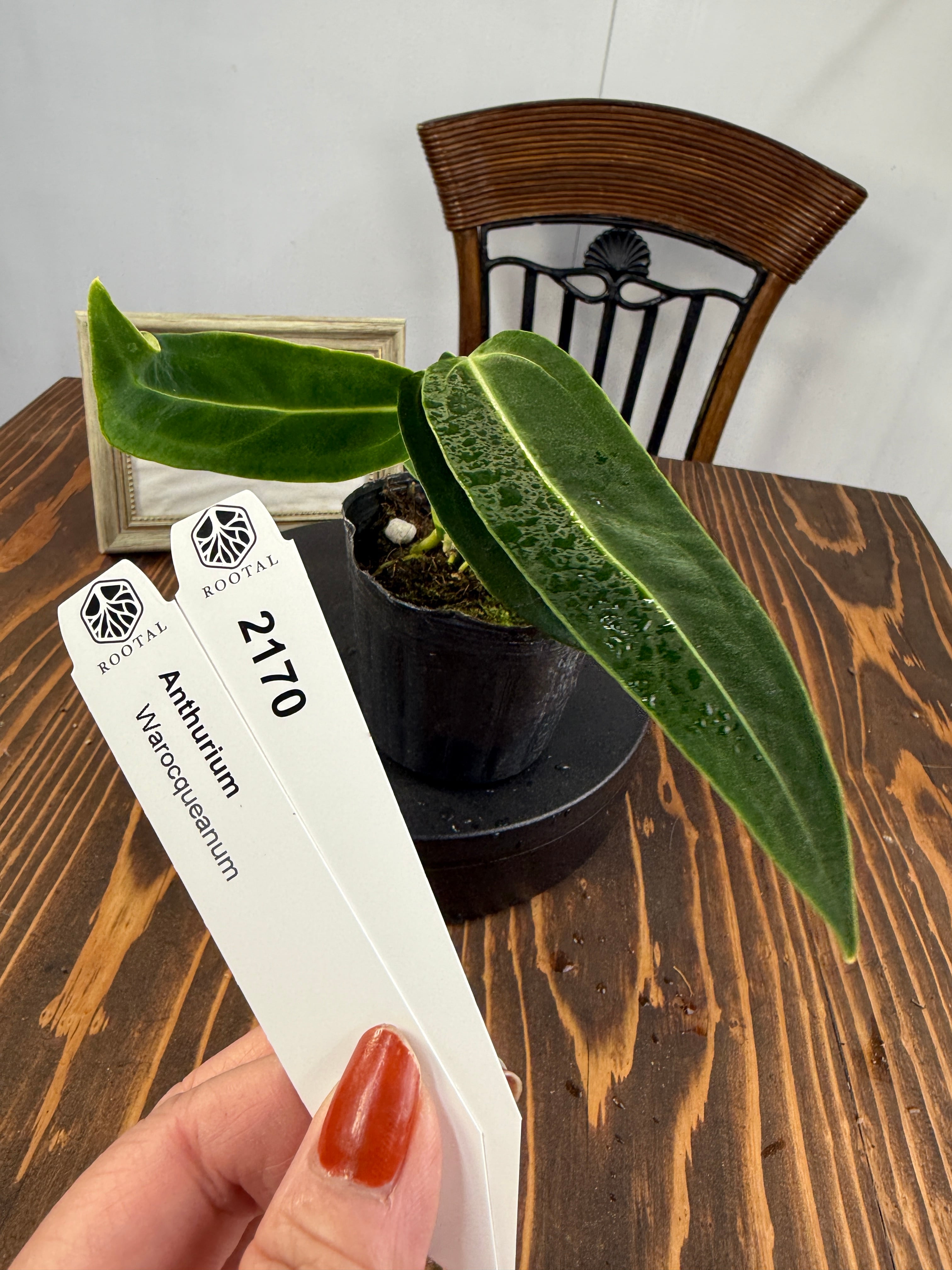 ワロクアナム | ROOTALPLANTS