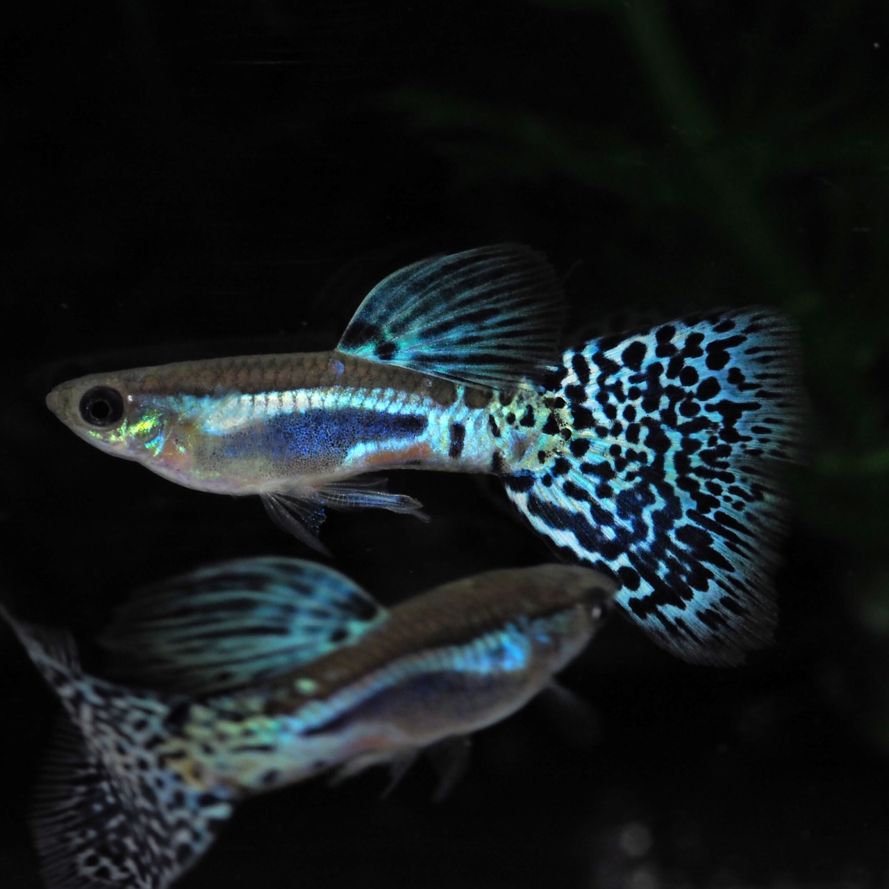 専用 ブルーグラス　若魚3ペア