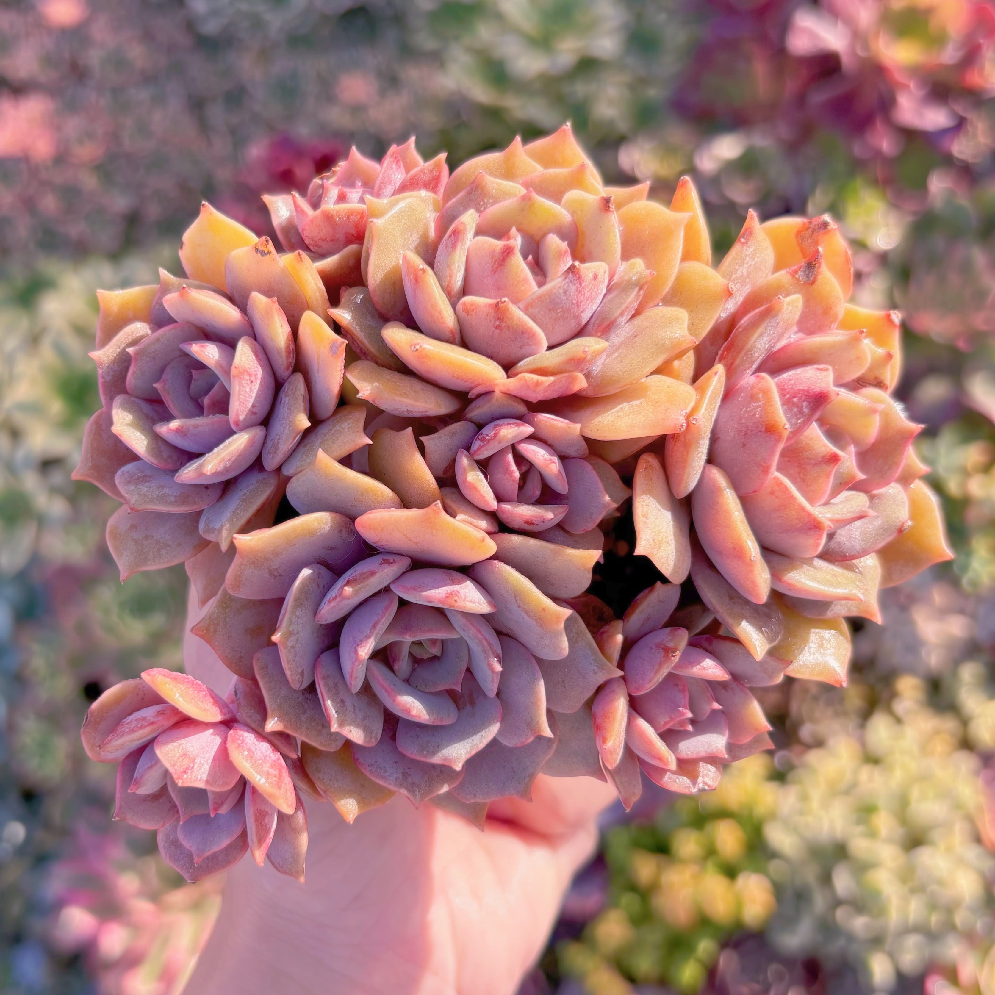 現品　紫姫#M055　大群生　新入荷　るる農園