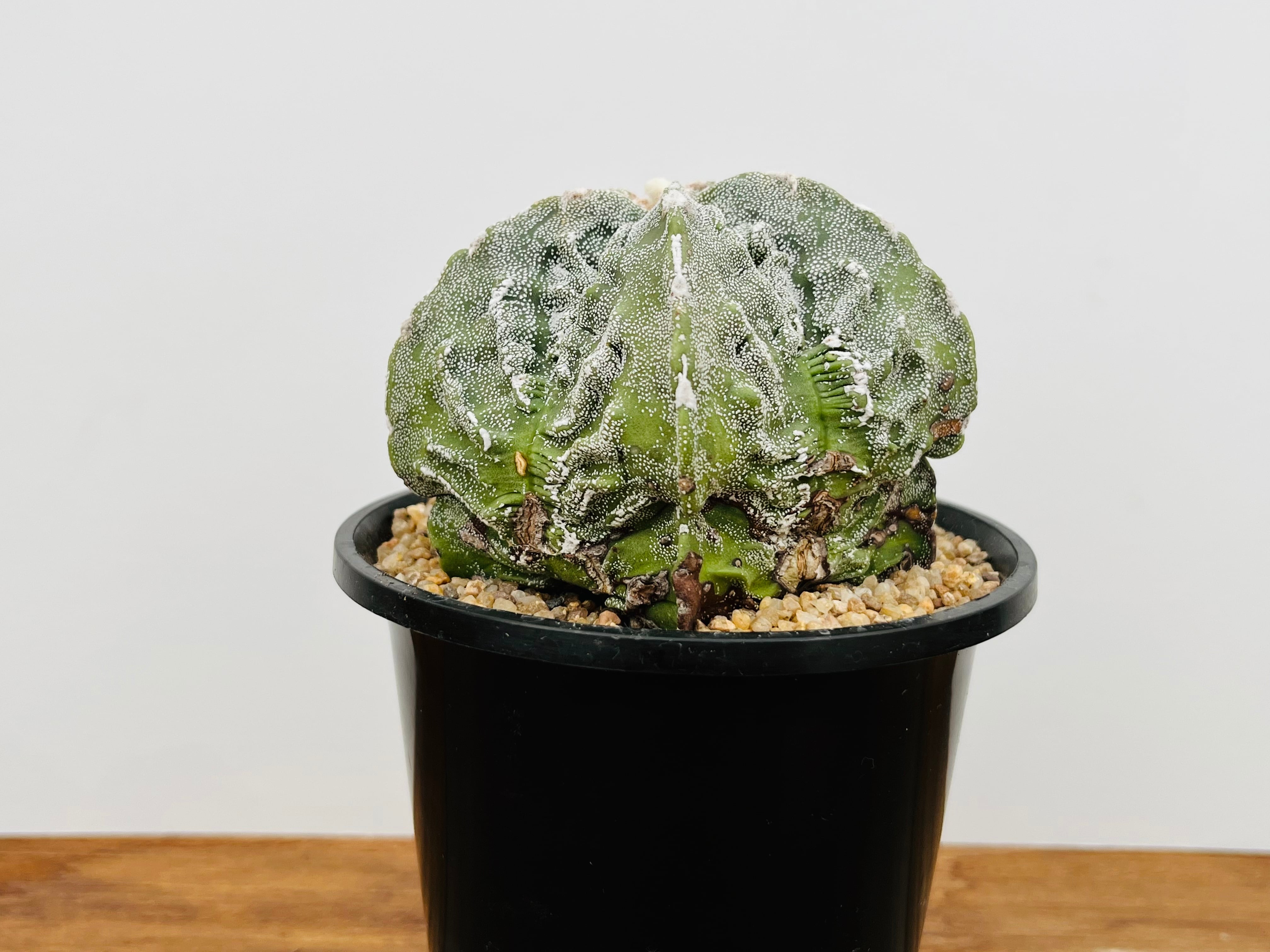 Astrophytum myriostigma　アストロフィツム　複隆ランポー　複隆鸞鳳玉　ランポー玉　サボテン | plants MARU ー  多肉植物・サボテン・園芸グッズのお店 ー powered by BASE