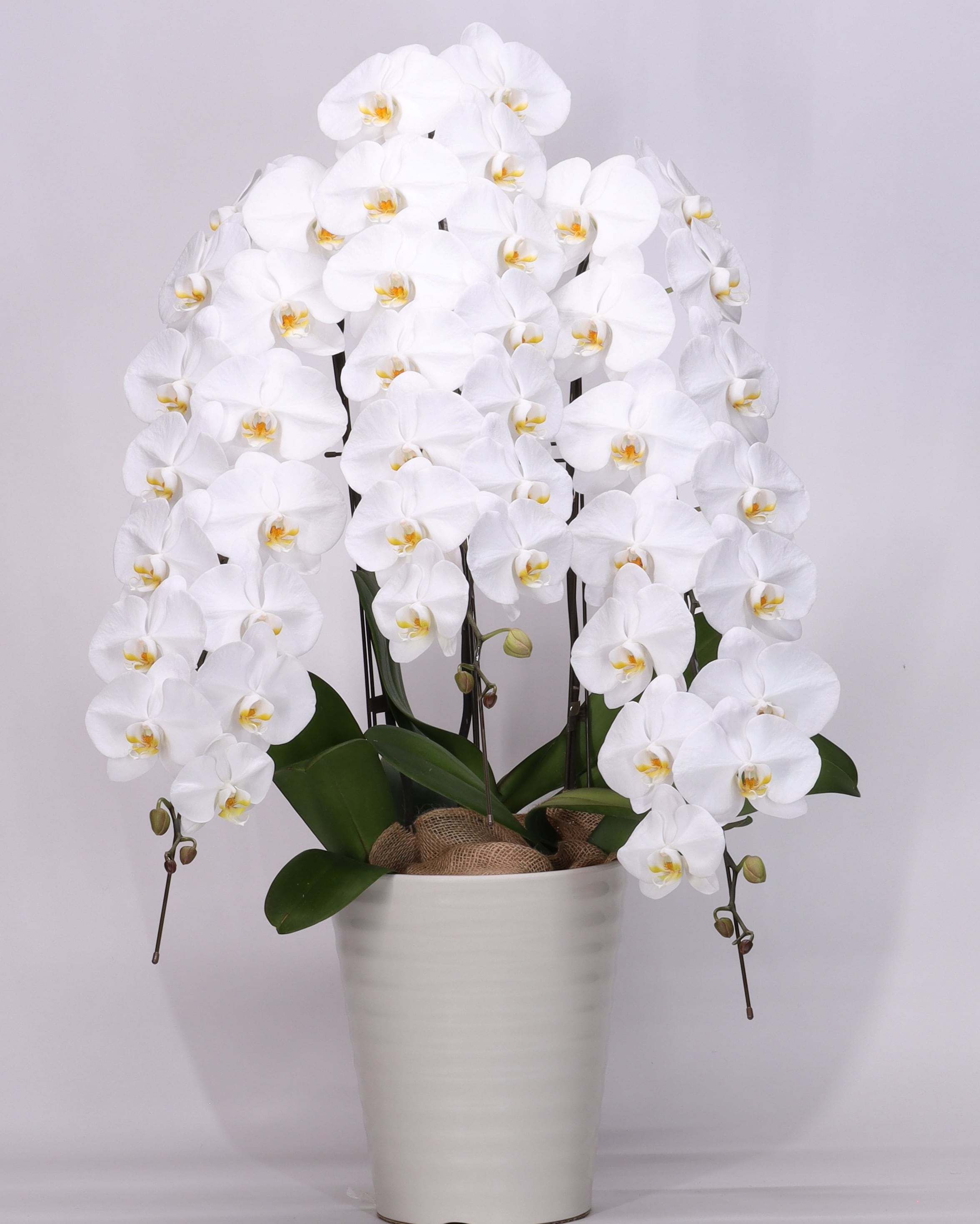 【最高級】大輪白胡蝶蘭 3本立ち51輪 ギフトラッピング込み|開店祝い・就任祝い・お取引先様へ