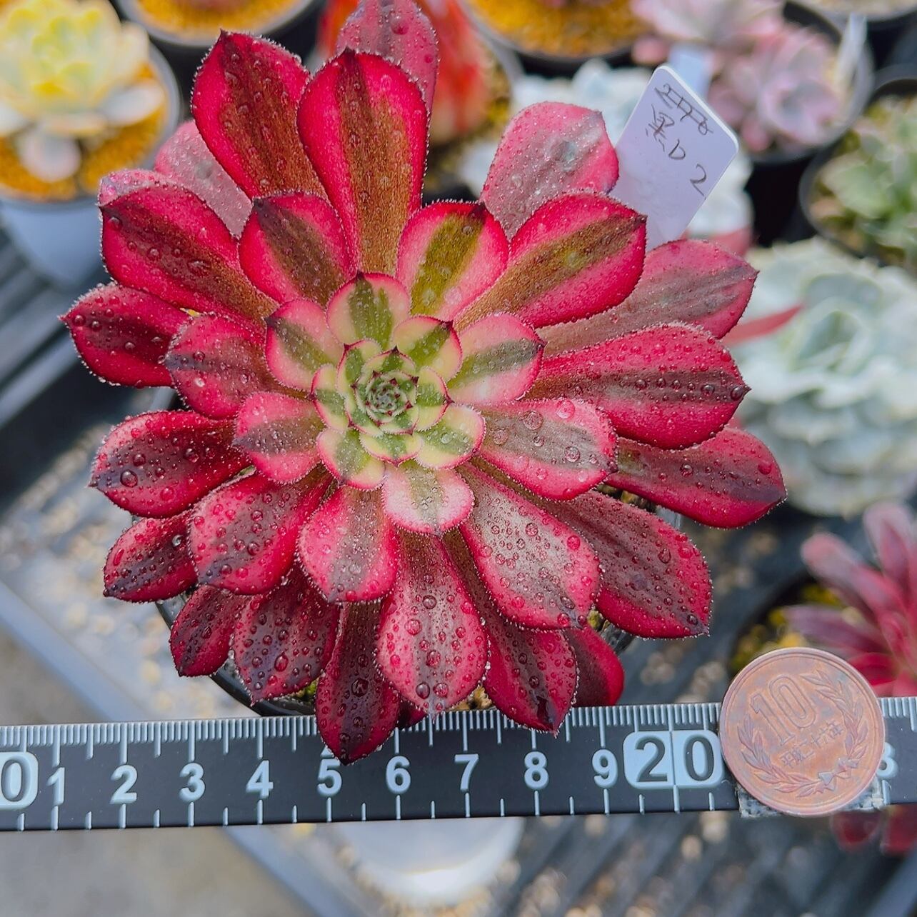 多肉植物 黒銅壺錦 アエオニウム レア 美苗 #黒d2 | Pay ID