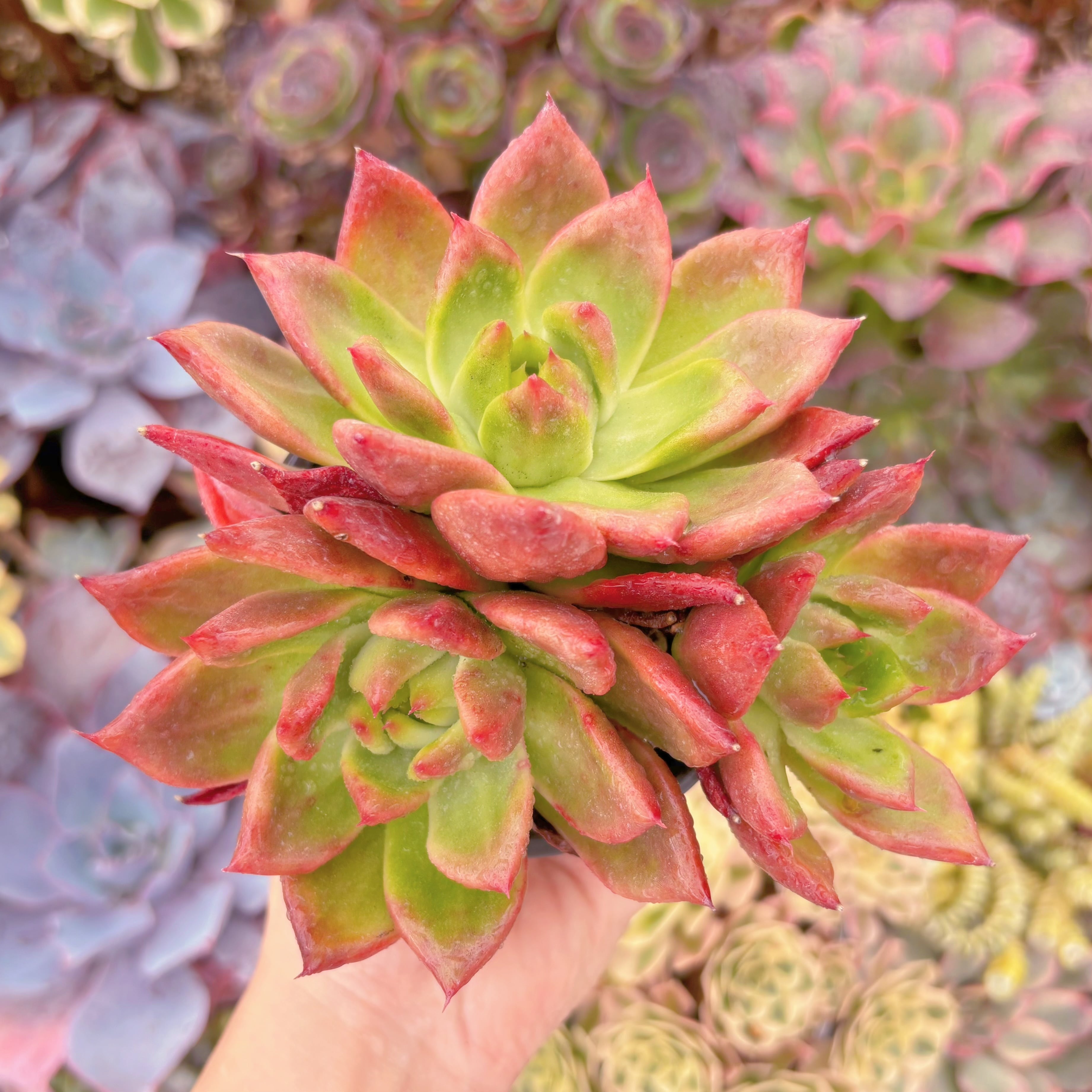 現品　アメストロー#665   群生　るる農園