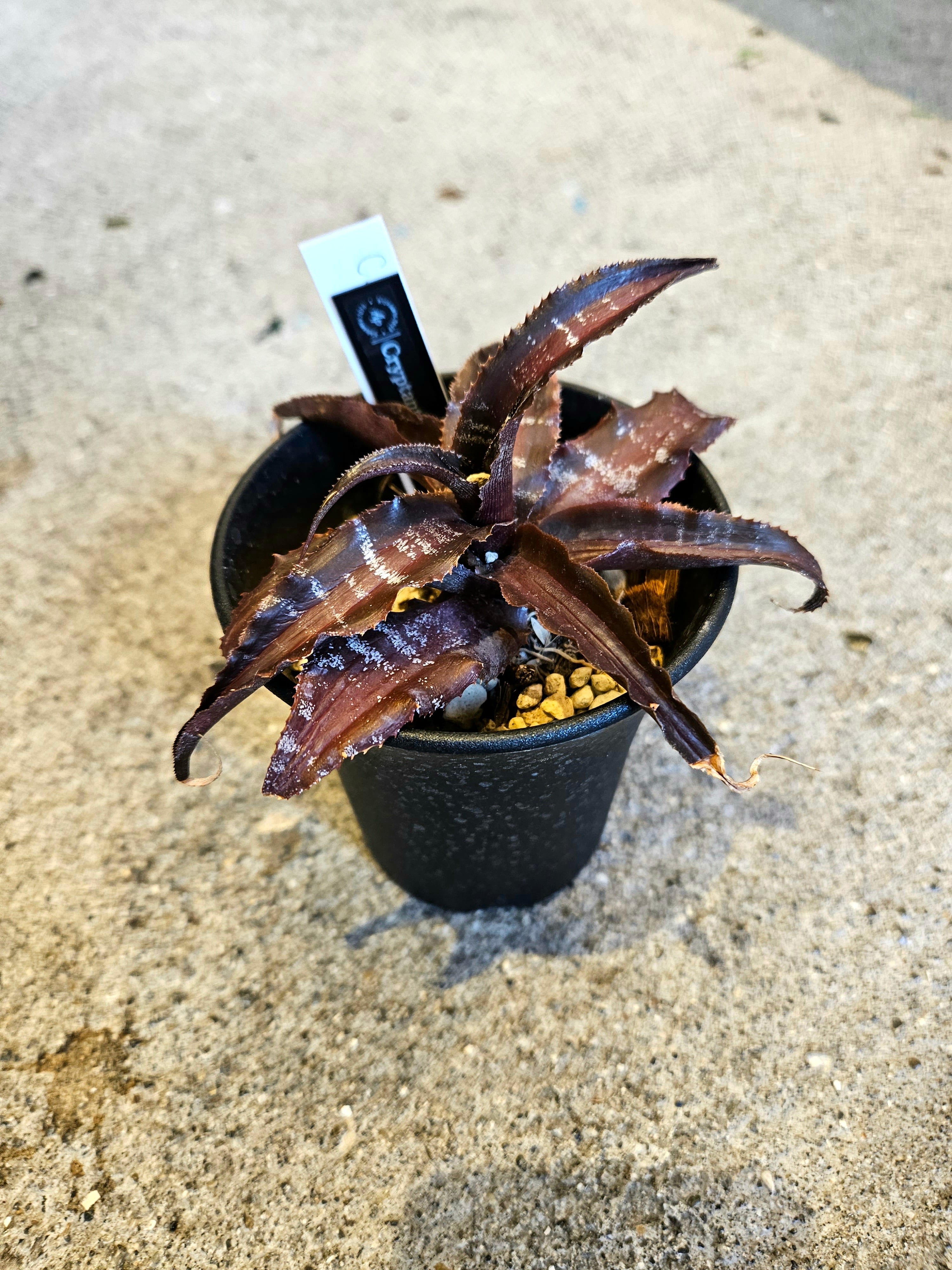 Cryptanthus 'Black Star'【artPLANTs】クリプタンサス/ブロメリア