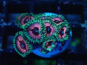 Zoanthus Pink 5