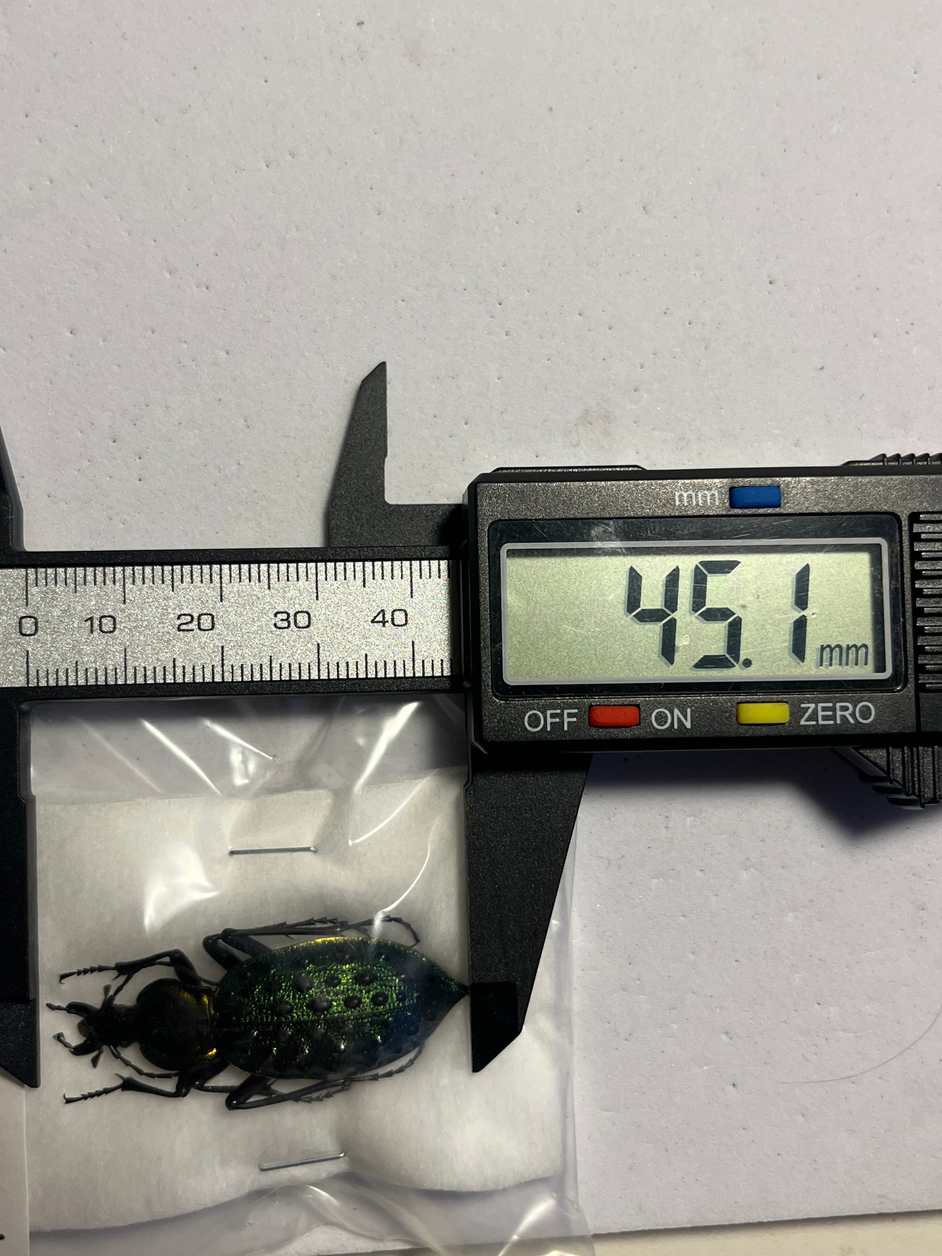 45mm】テイオウカブリモドキ オサムシ標本 オサムシ マイマイカブリ