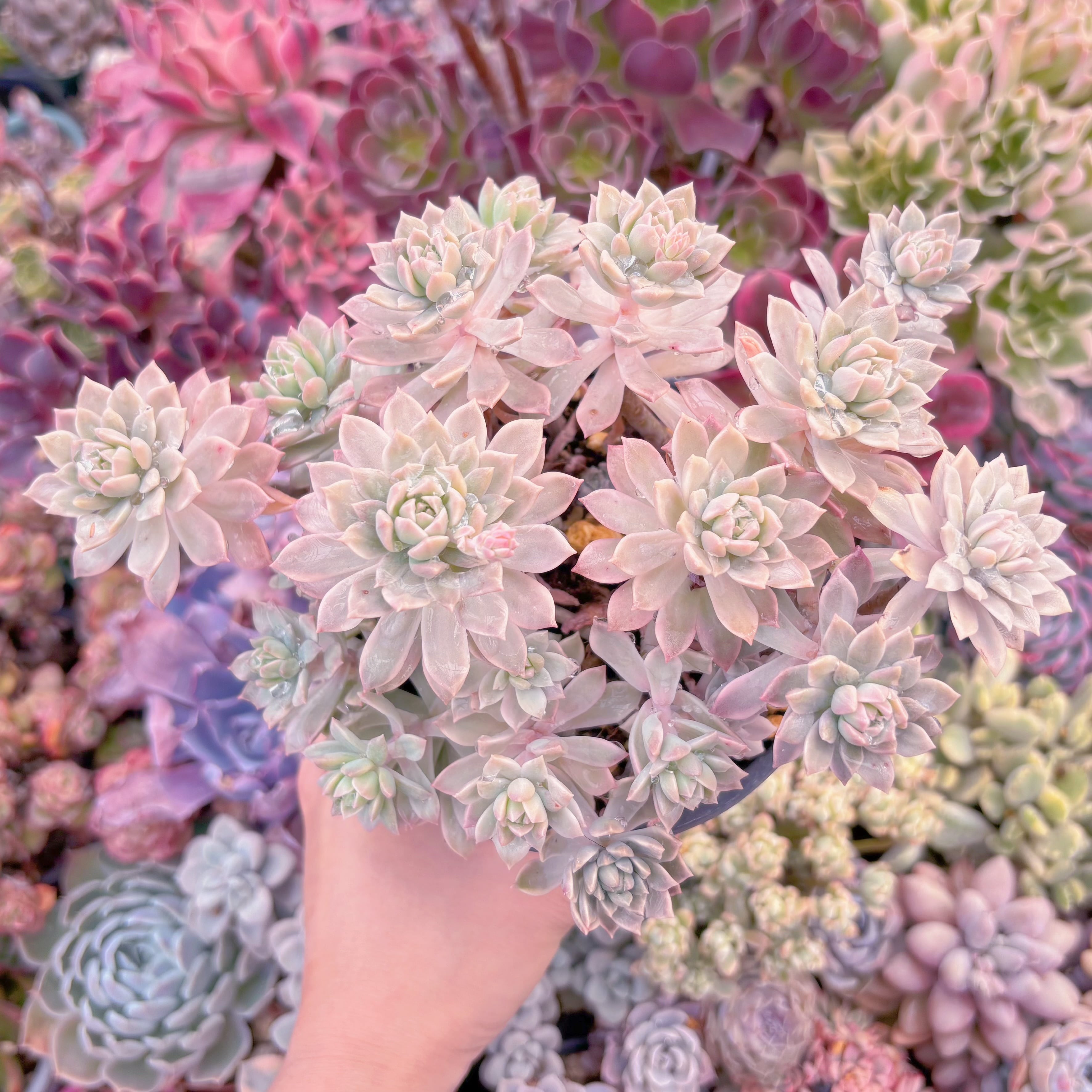 現品　マッコス錦#694　古株　るる農園