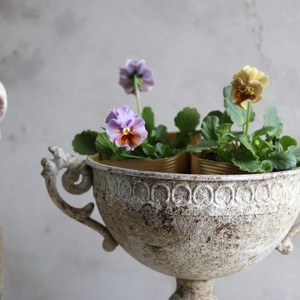 ビオラ　和モダンクラシック　ウコン　冬から春にオススメのお花　よく咲く　シャビーシックにおすすめ