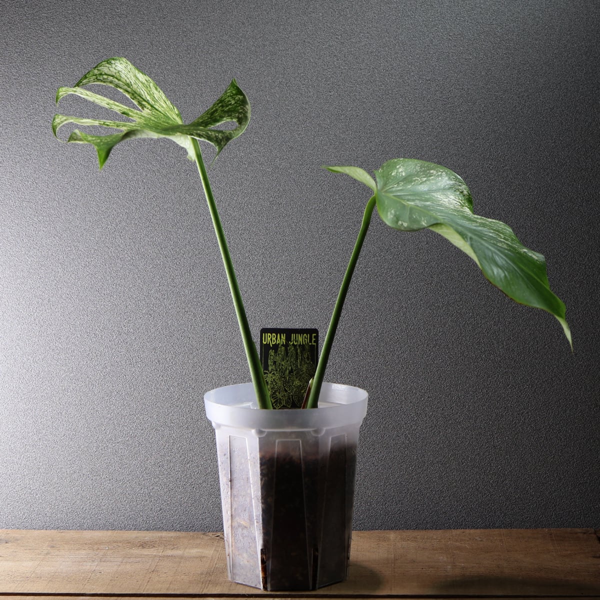 536『モンステラ デビルモンスター』観葉植物【送料無料】 | MARX