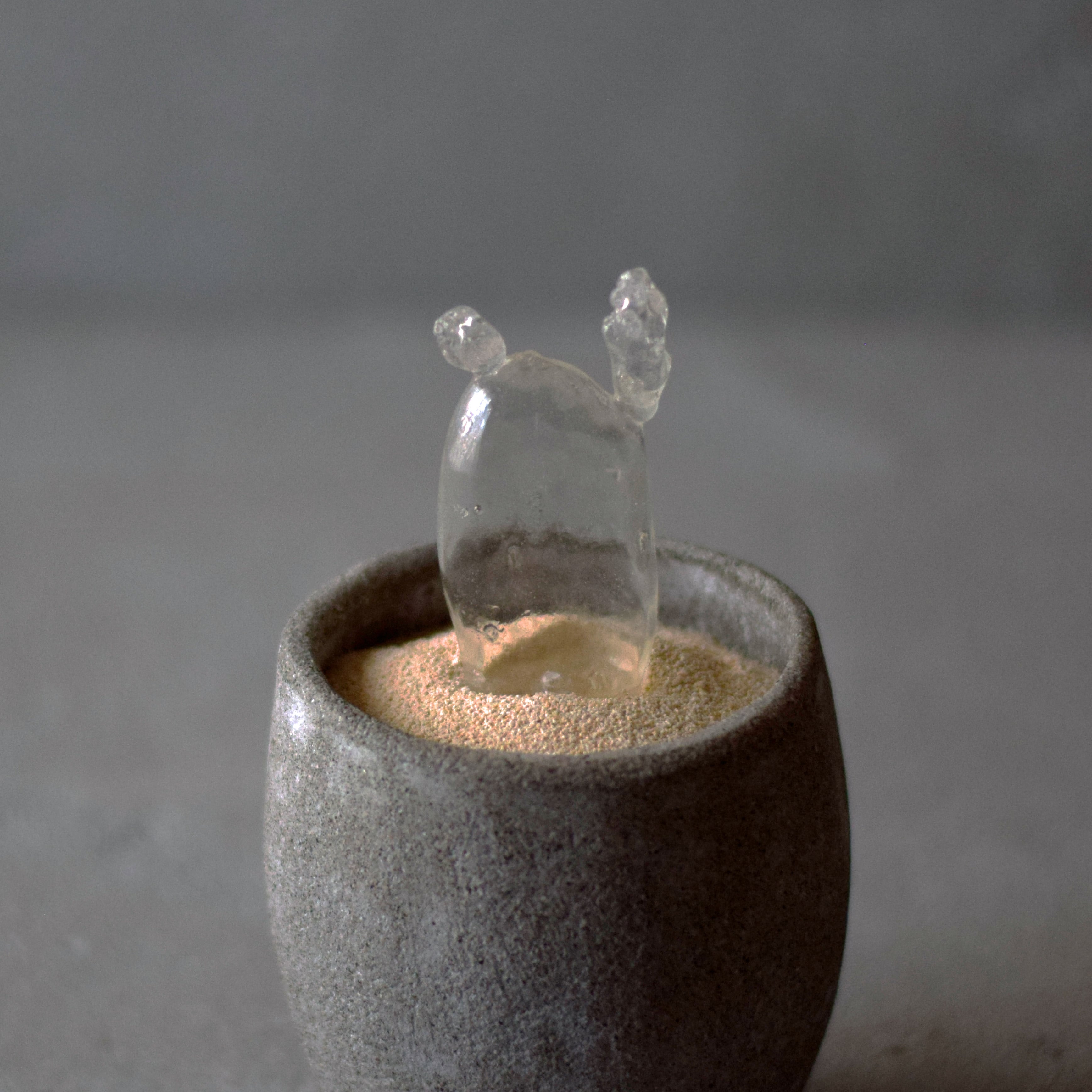 透明サボテン 005 | Sabotensi