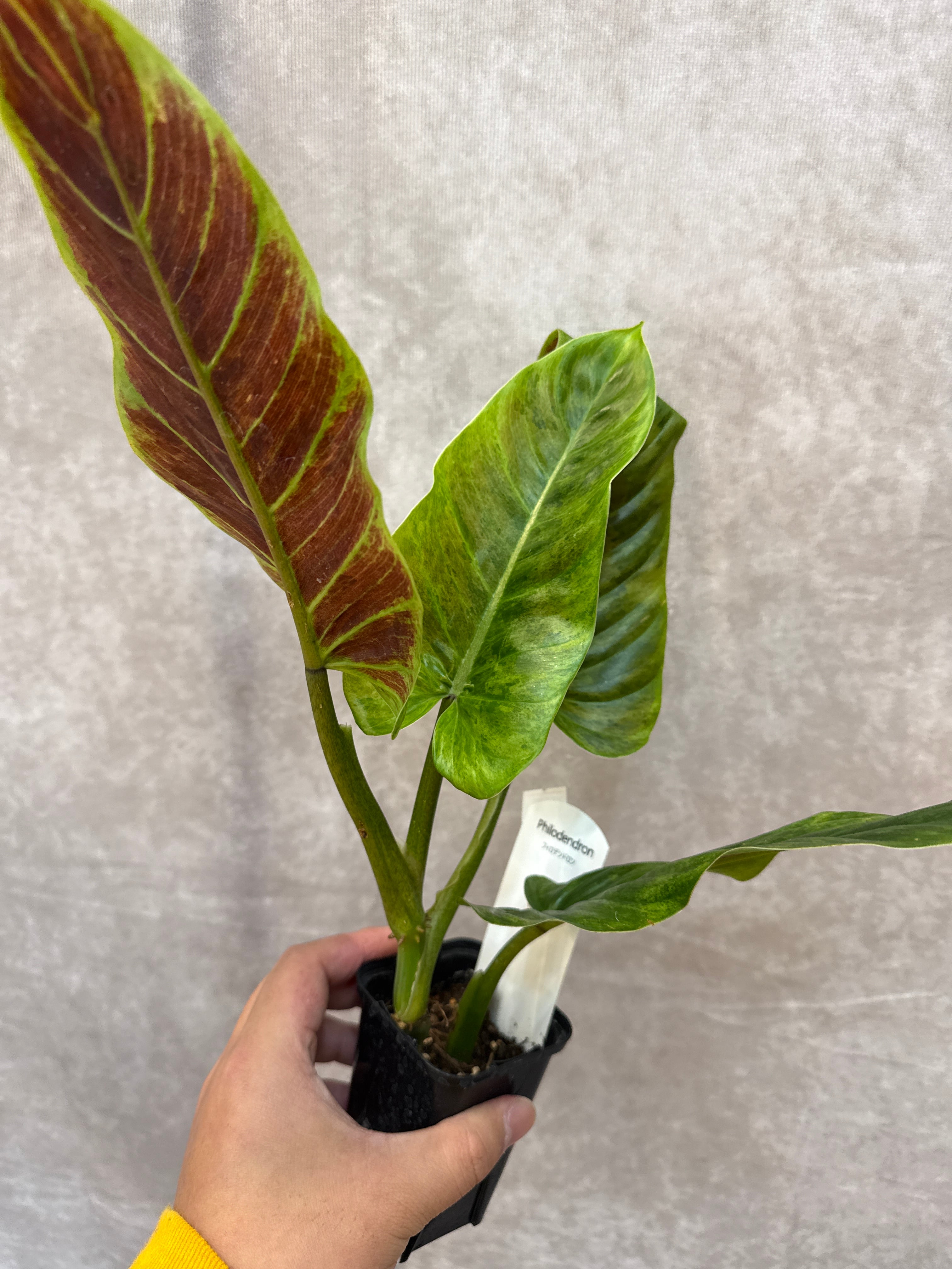 フィロデンドロン サブハスタツム斑入り | Gardenえん 【観葉熱帯植物】