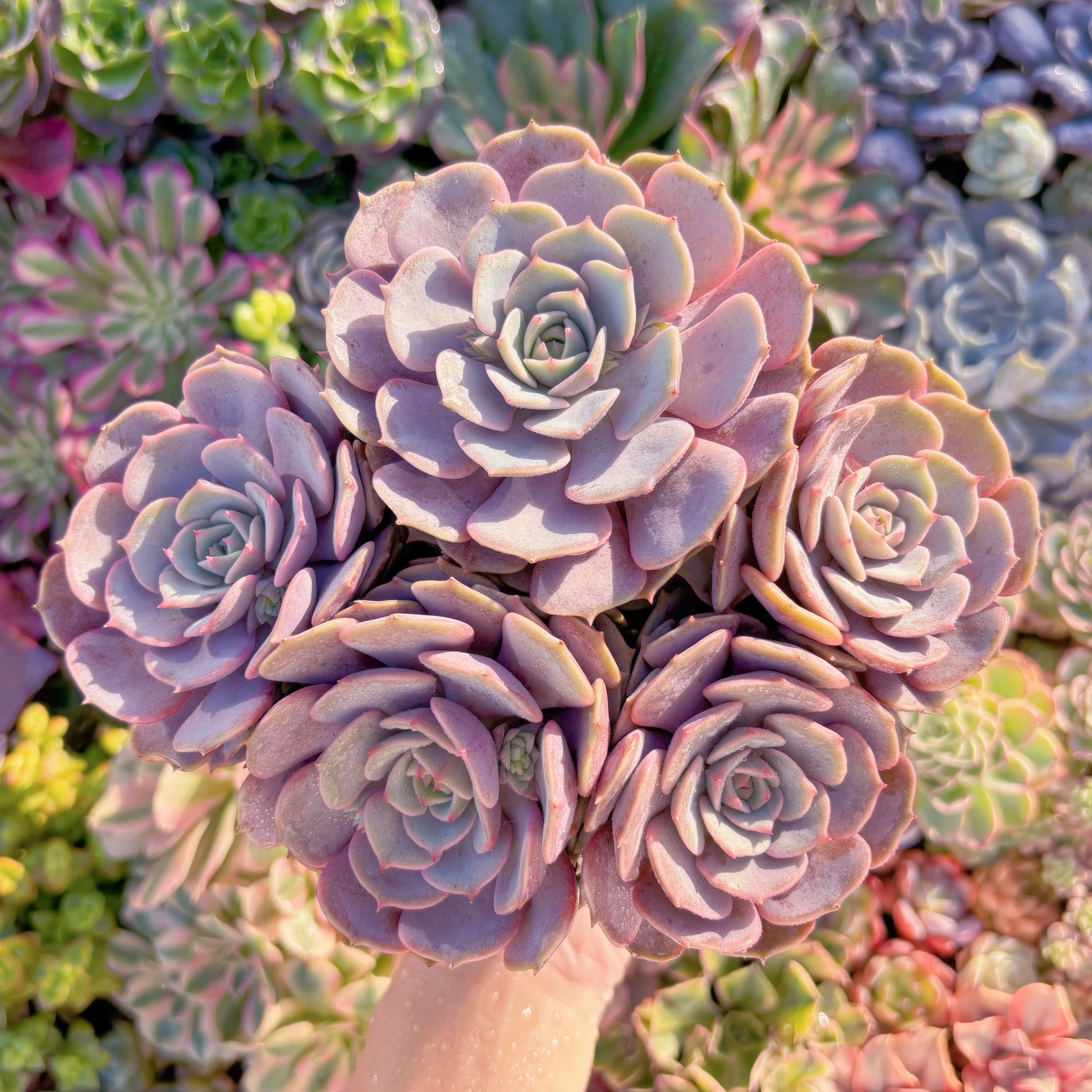 現品　ピンクローラ#M288　大群生　新入荷　るる農園