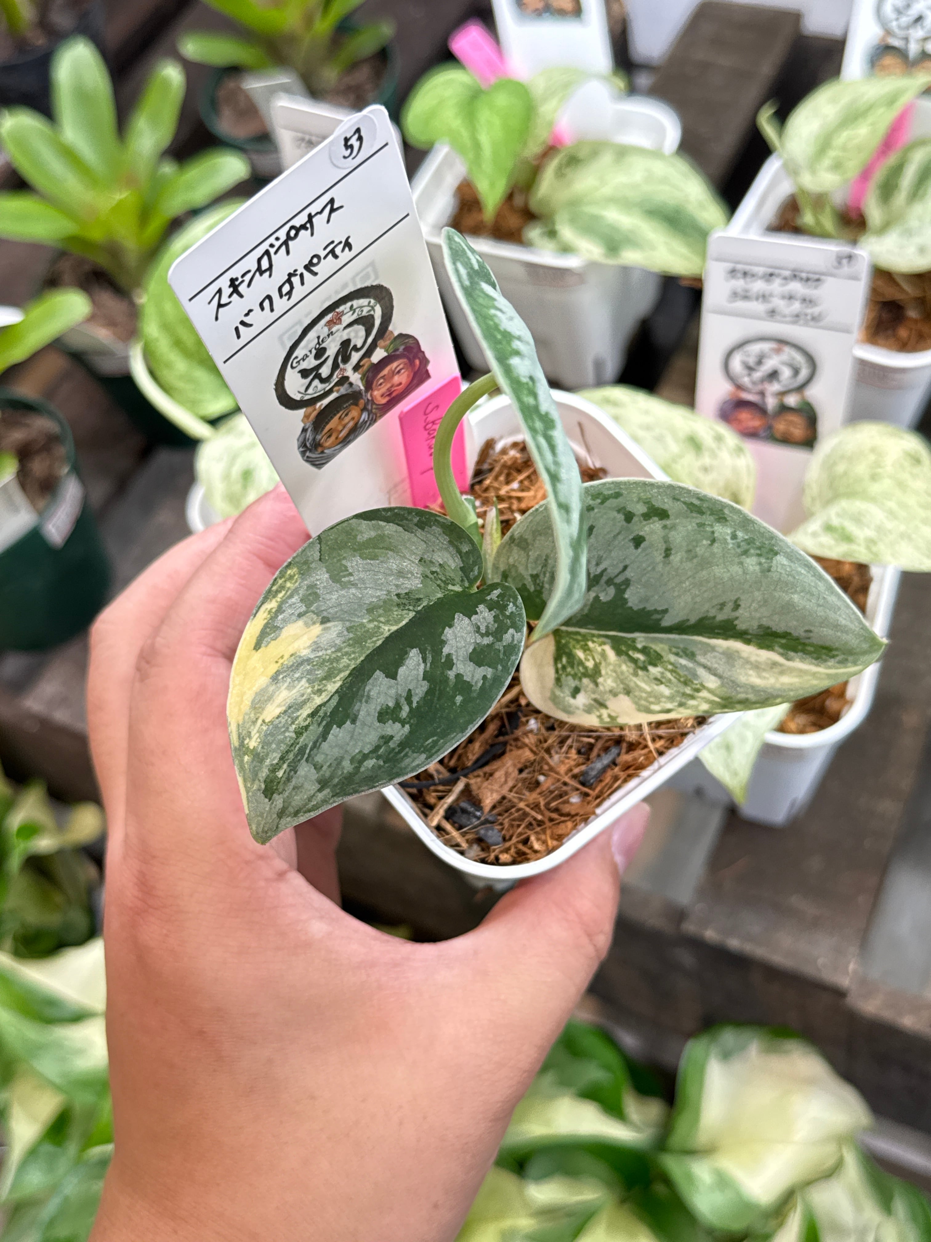53. スキンダプサス バクダパティ | Gardenえん 【観葉熱帯植物】