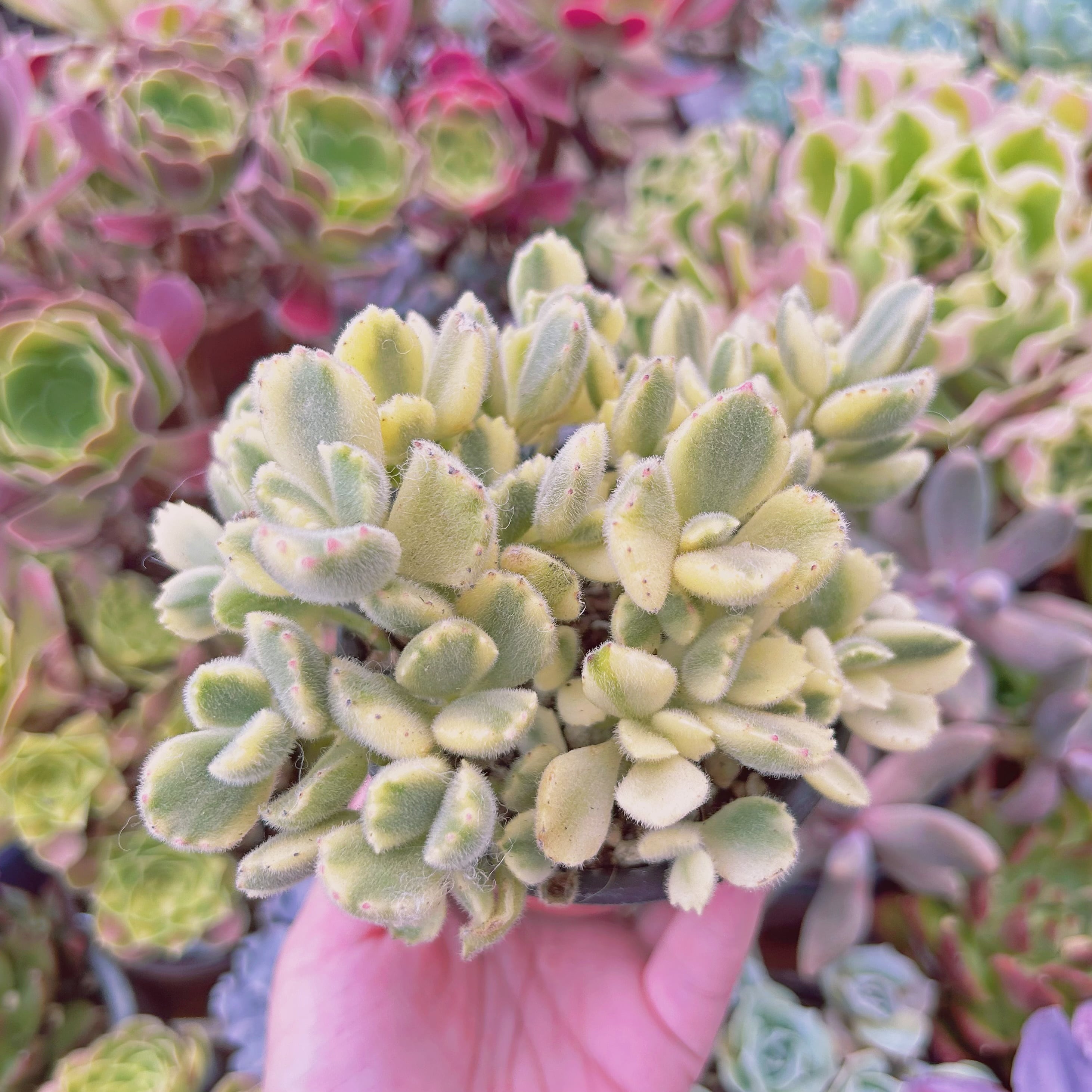 #344現物　多肉植物　熊童子白錦　特大　抜き苗