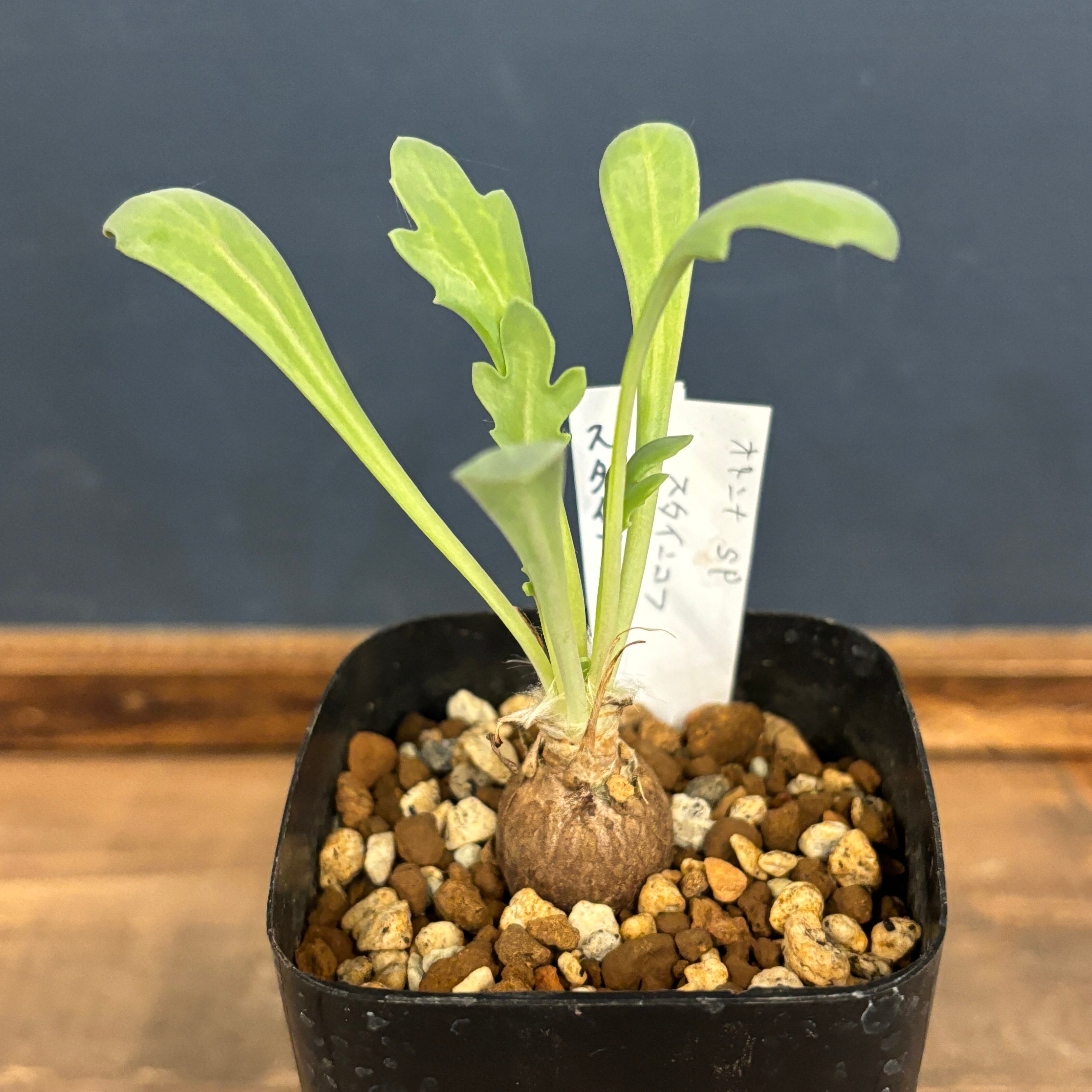 PROTOLEAF プロトリーフ