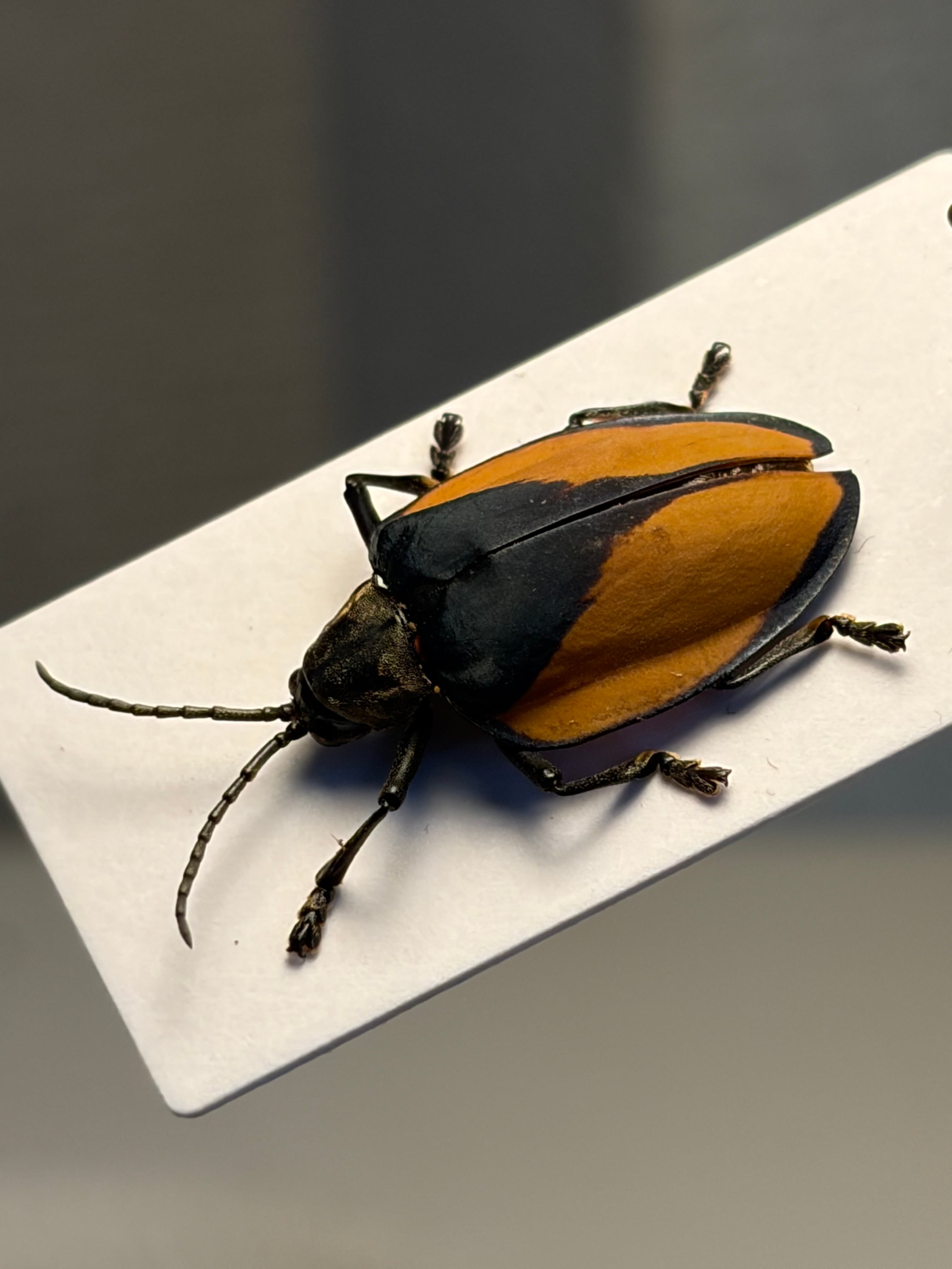 26mm♂】ミドリツヤダイコクコガネ フンチュウ糞虫昆虫標本甲虫
