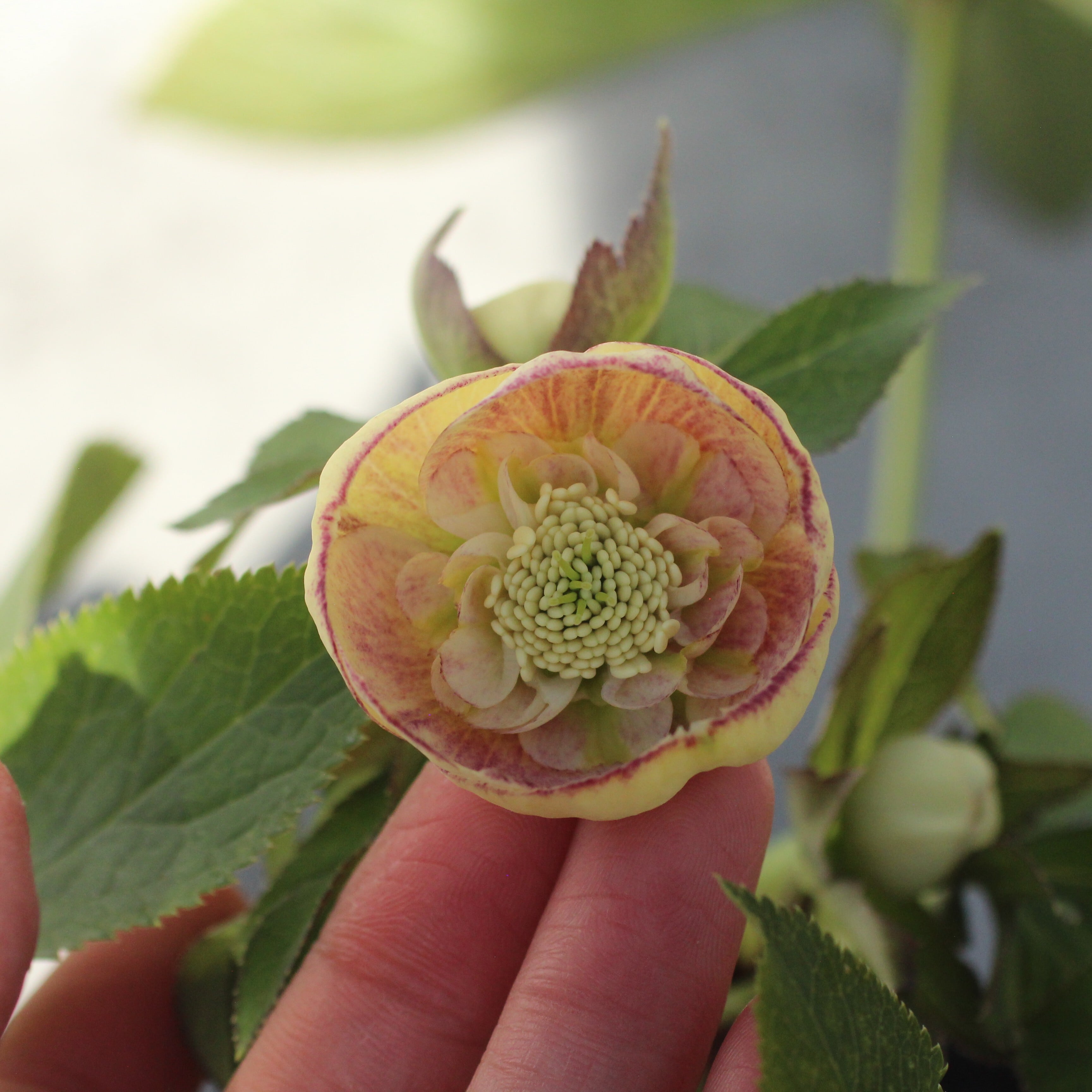 WS26-095 クリスマスローズ ウィンターシンフォニー イエロークレオン