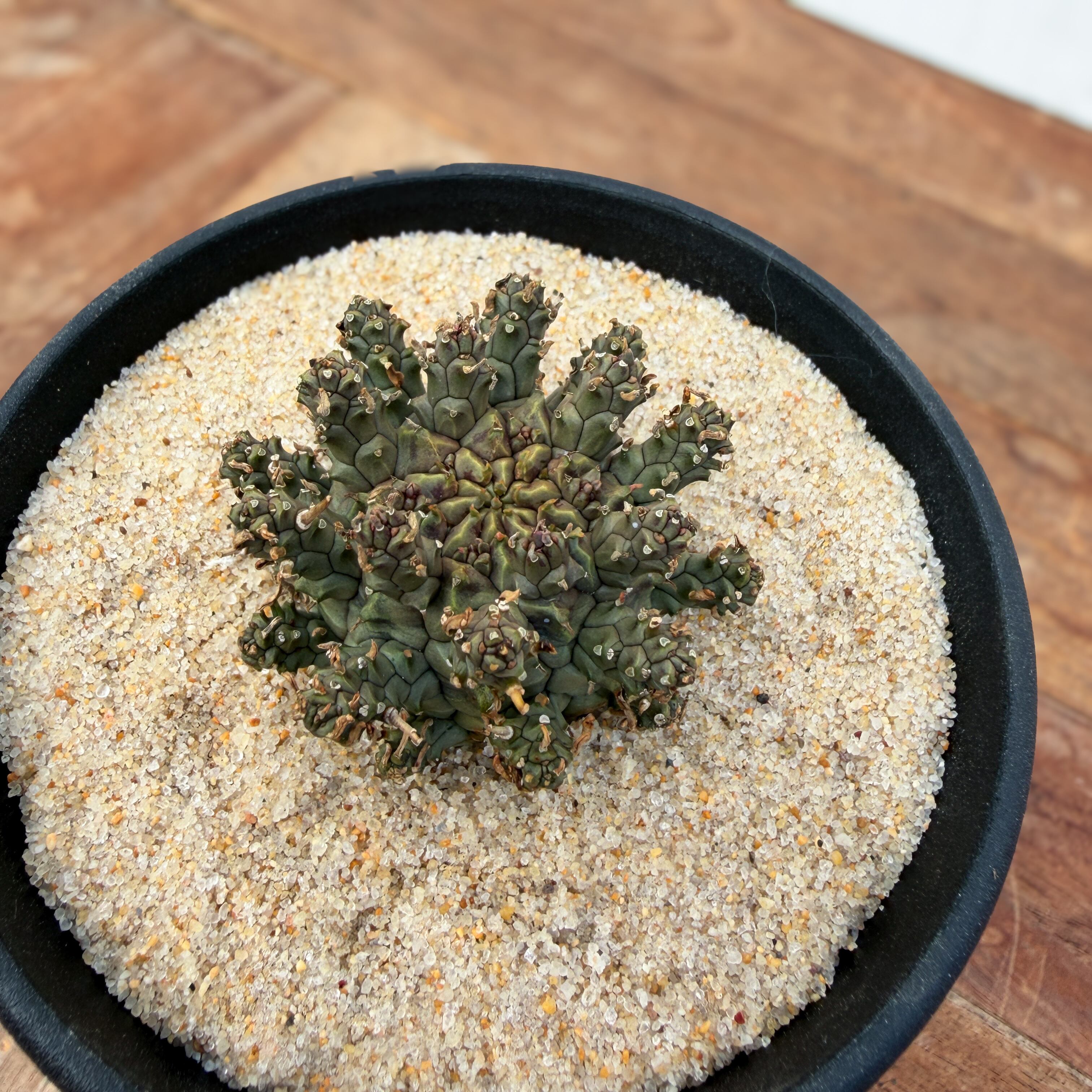 Euphorbia astrophora【ユーフォルビア・アストロフォラ】 | RIMO'S