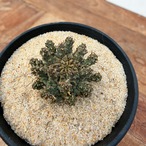 Euphorbia astrophora【ユーフォルビア・アストロフォラ】