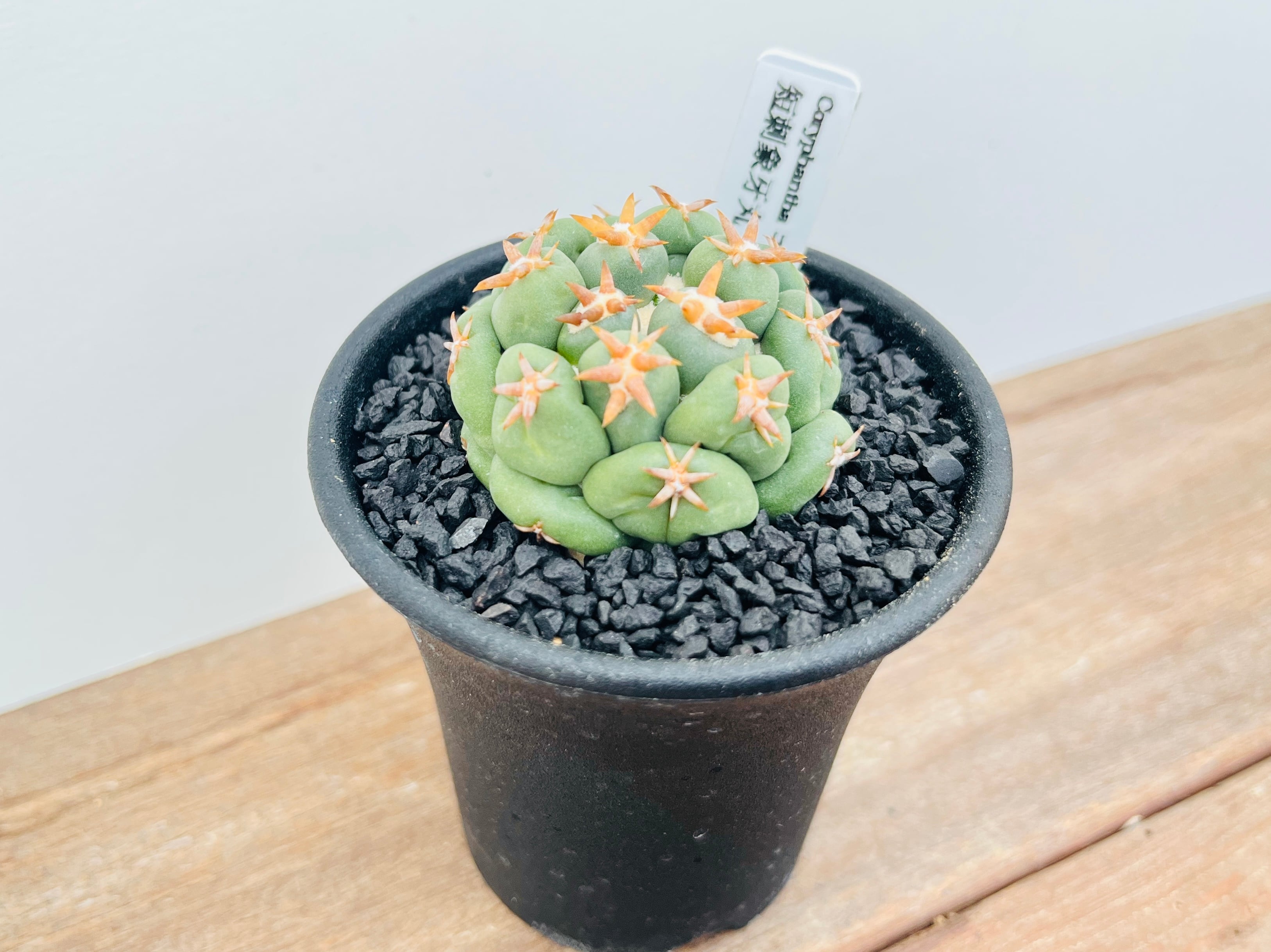 Coryphantha elephantidens コリファンタ 短刺象牙丸 サボテン