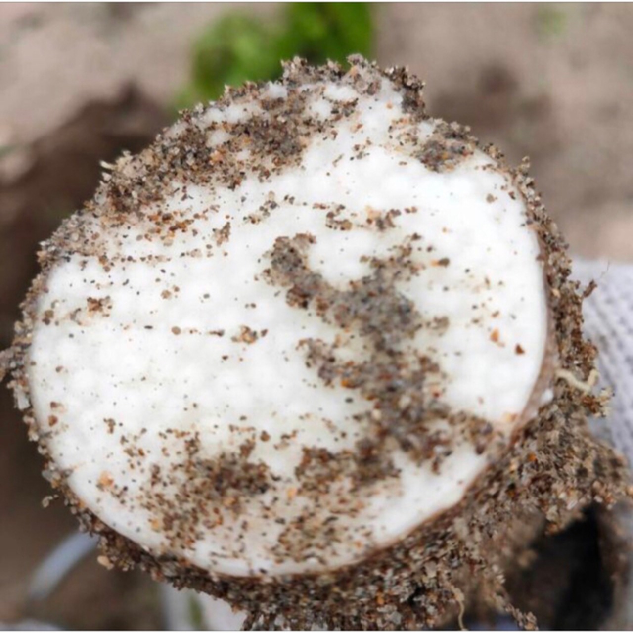 【家庭用】砂丘ながいも　長芋　とりたて 10kg程度　とろろ　ねばり　山芋