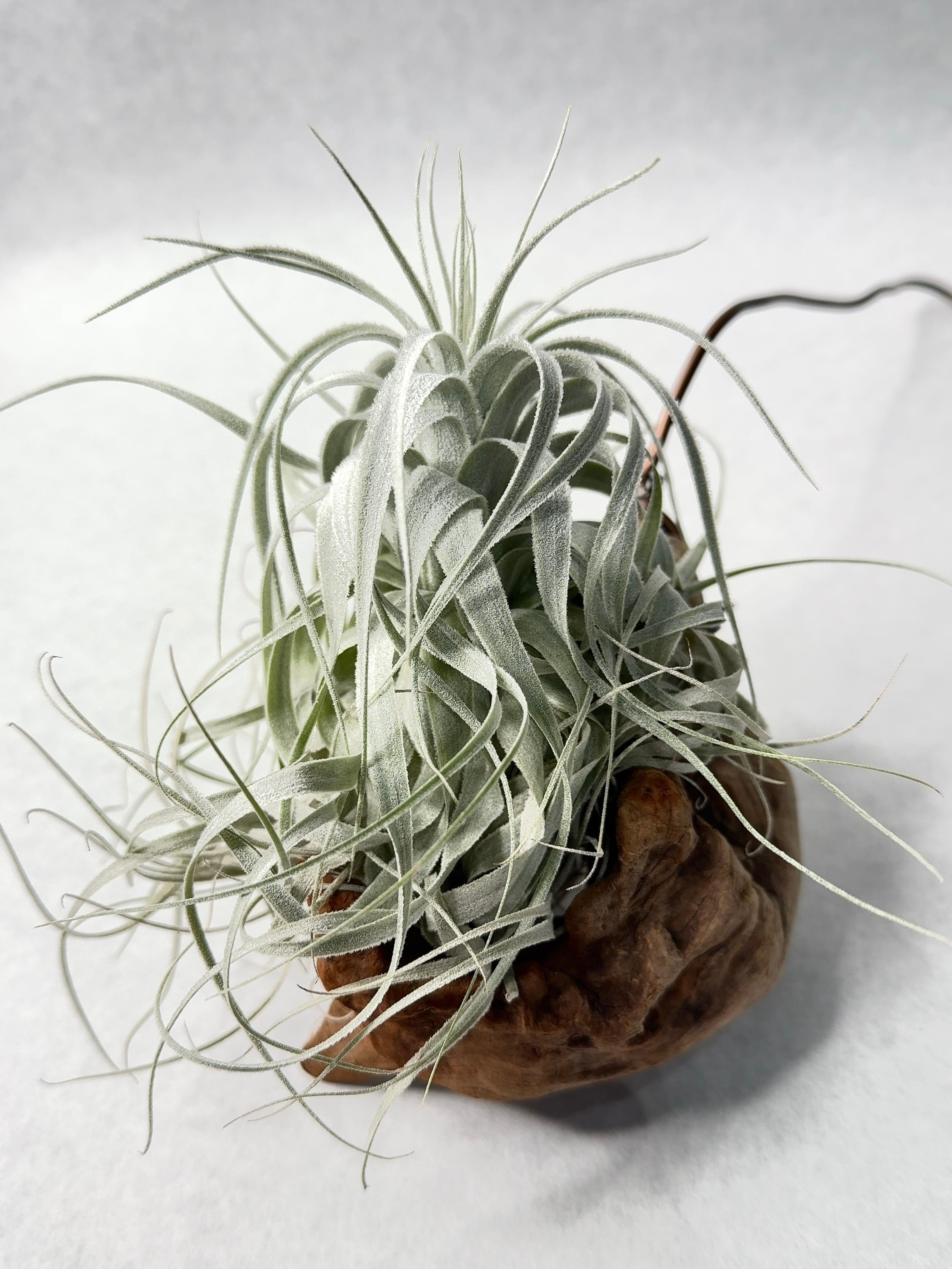 チャペウエンシス チュリフォルミス [子株] チャペウエンシス・チュリフォルミス実生 | trigger