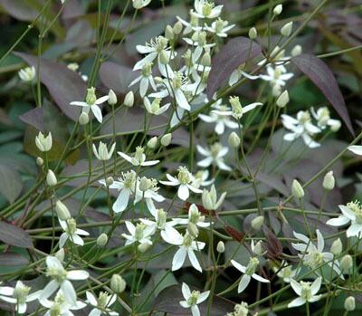 レクタ　パープレア - 'recta Parpurea’ - フラミュラ系　13-6