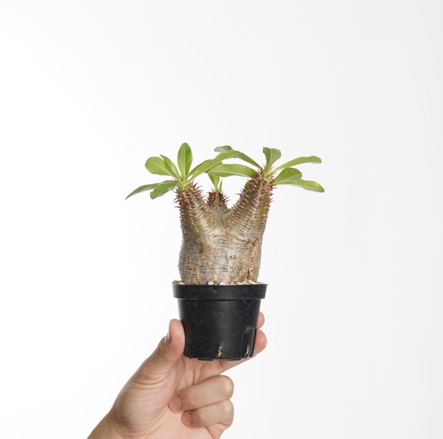 パキポディウム マカイエンセ no.8〈発根済み〉