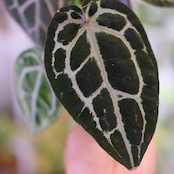 【正規】Anthurium 'Michelle' by DOC BLOCK⑫ / アンスリウム・ミシェル│観葉植物