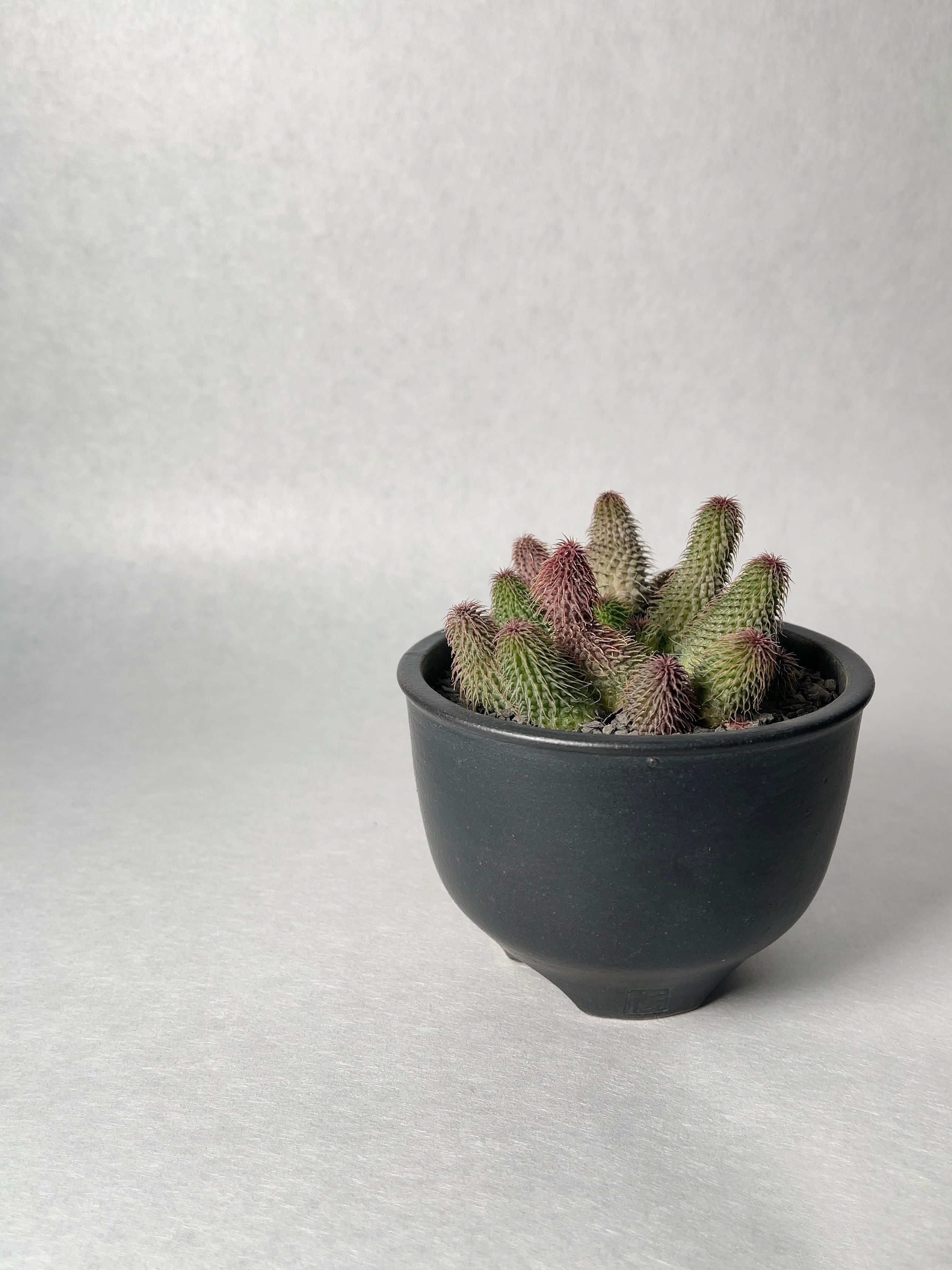 フェルニア・阿修羅 | trigger