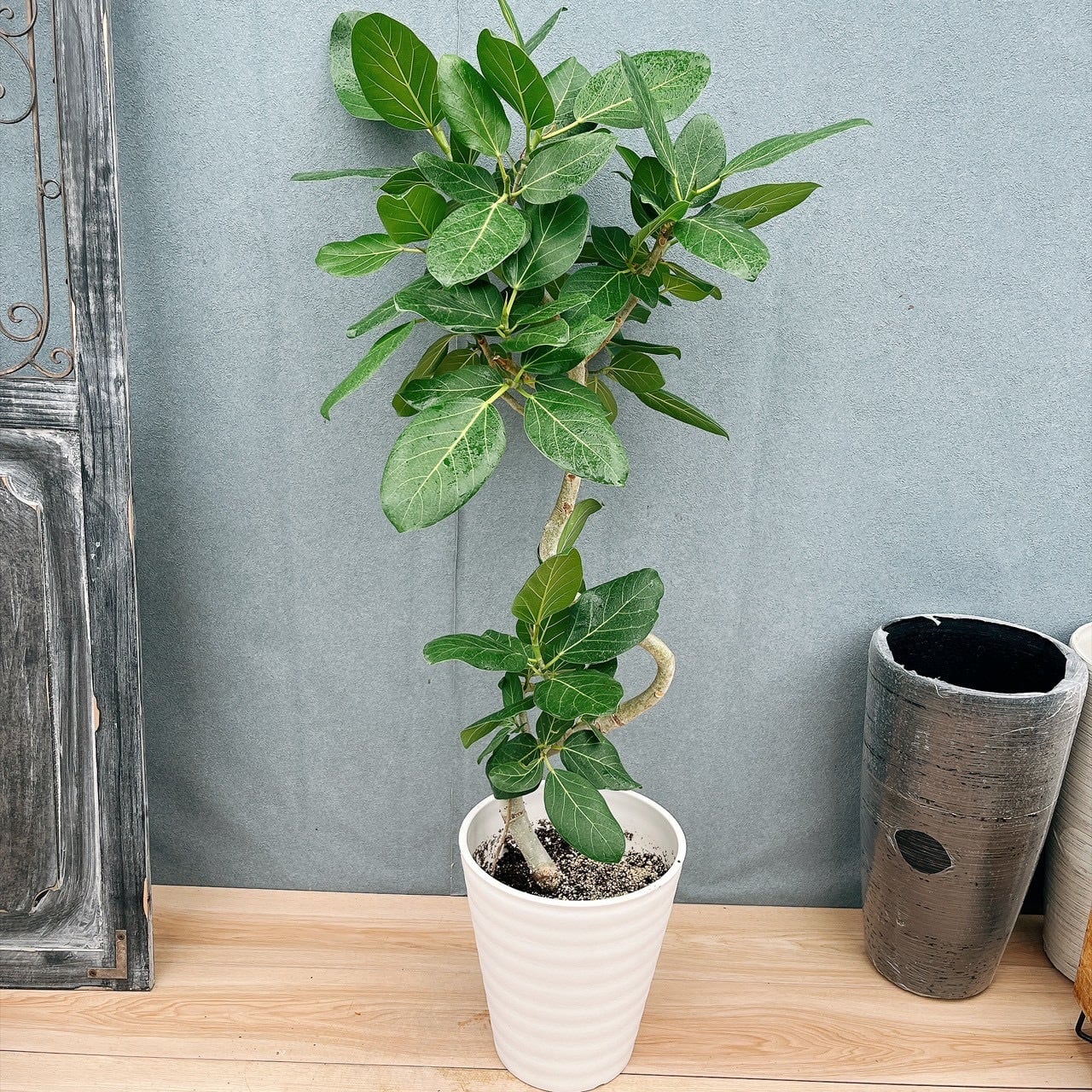 現品］14番 創樹 オリーブ ネバディロブランコ 8号 観葉植物 大型 屋外