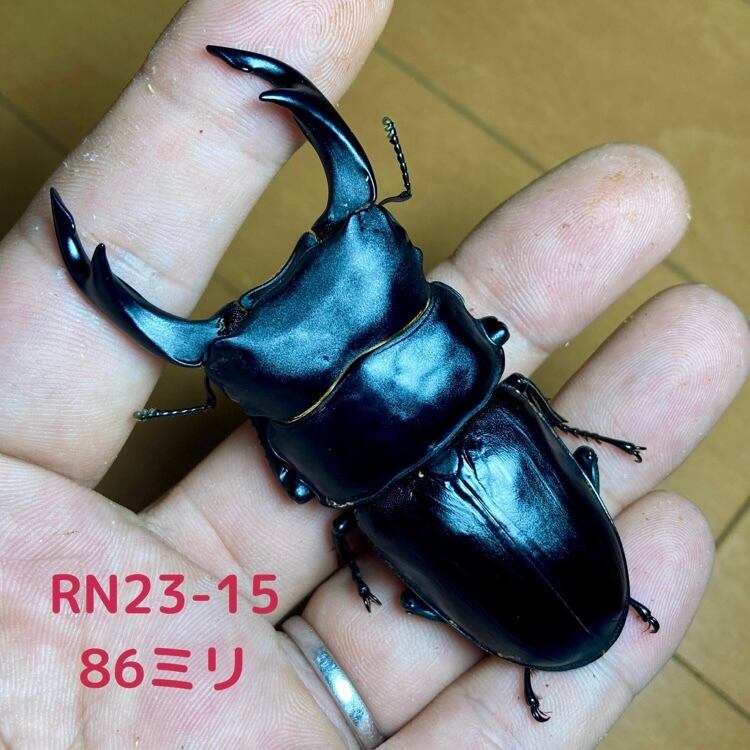 久留米産オオクワガタ専門店『OokuwaMemories』