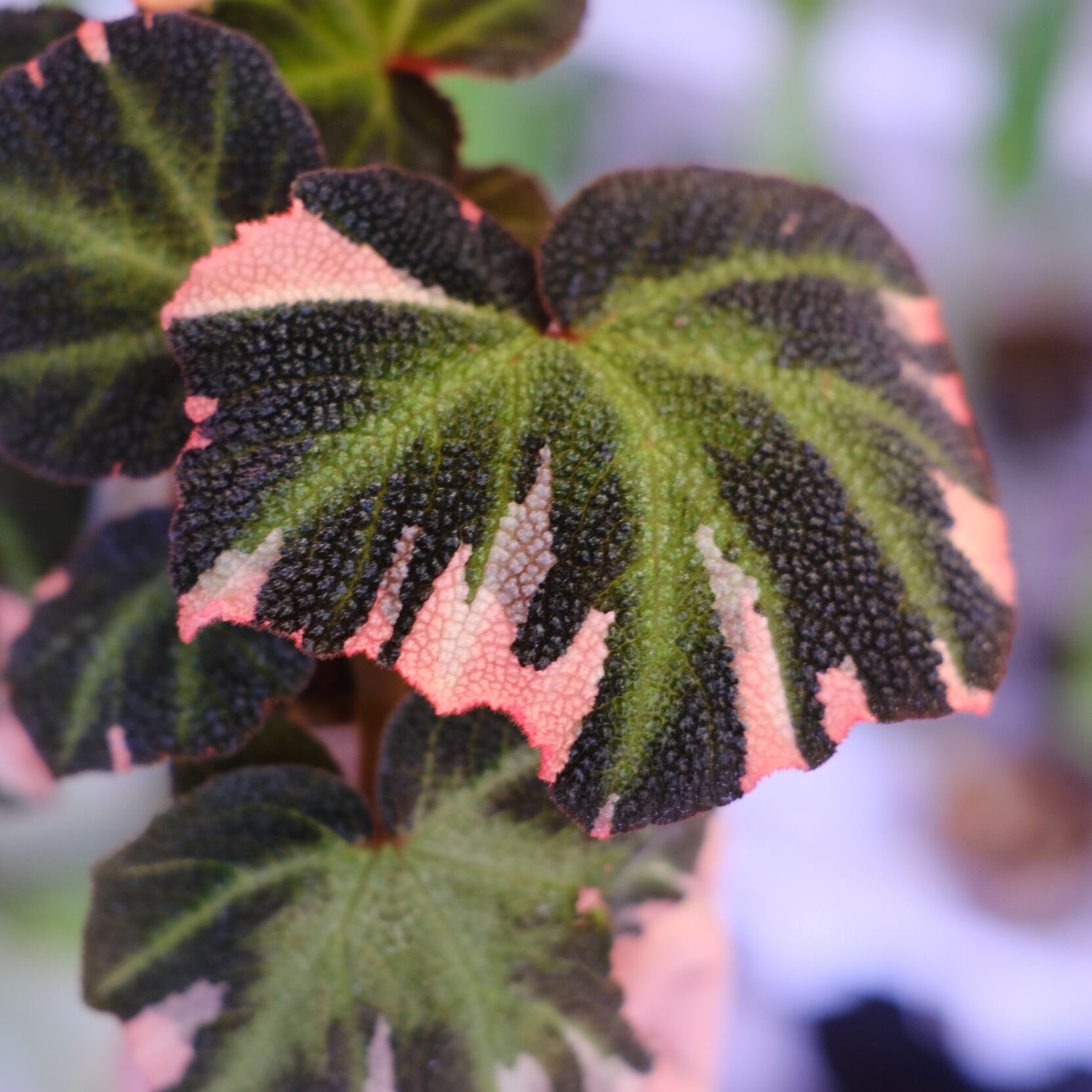 Begonia soli mutata Variegated│ベゴニア ソリムタータ バリエガータ