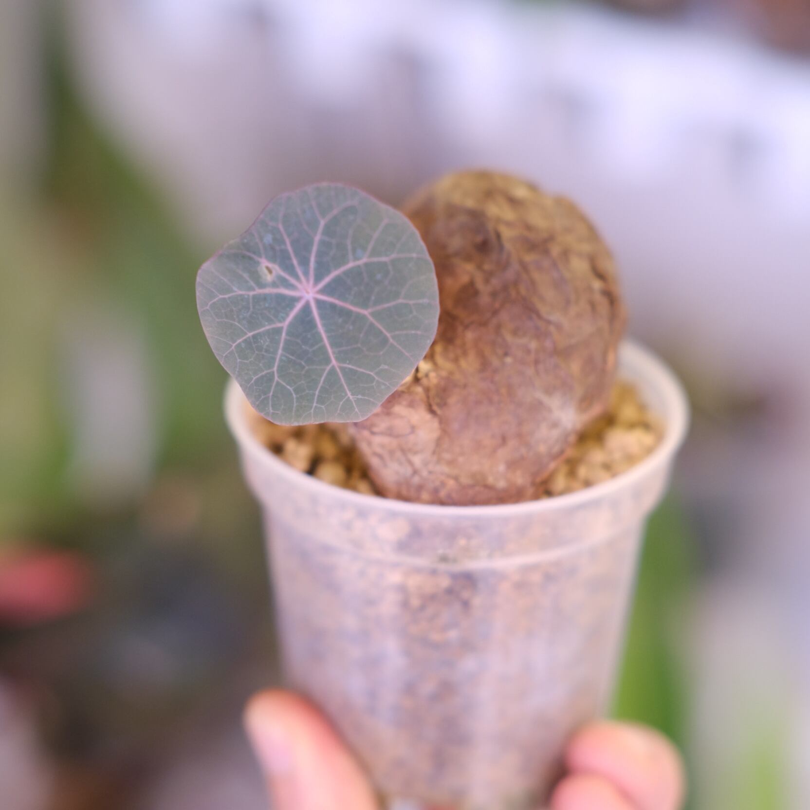 Stephania kaweesakii│ステファニア カウィーサキー②│観葉植物