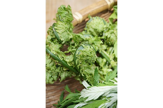 【使いやすい山菜】天然コゴミ・50g(4/3発送開始)