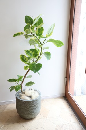【L】【都内近郊限定配送】【140cm】フィカス アルテシマ/Ficus Altissima　※陶器鉢カバー別