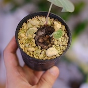 Stephania kaweesakii / ステファニア カウィーサキー㊹/ 観葉植物