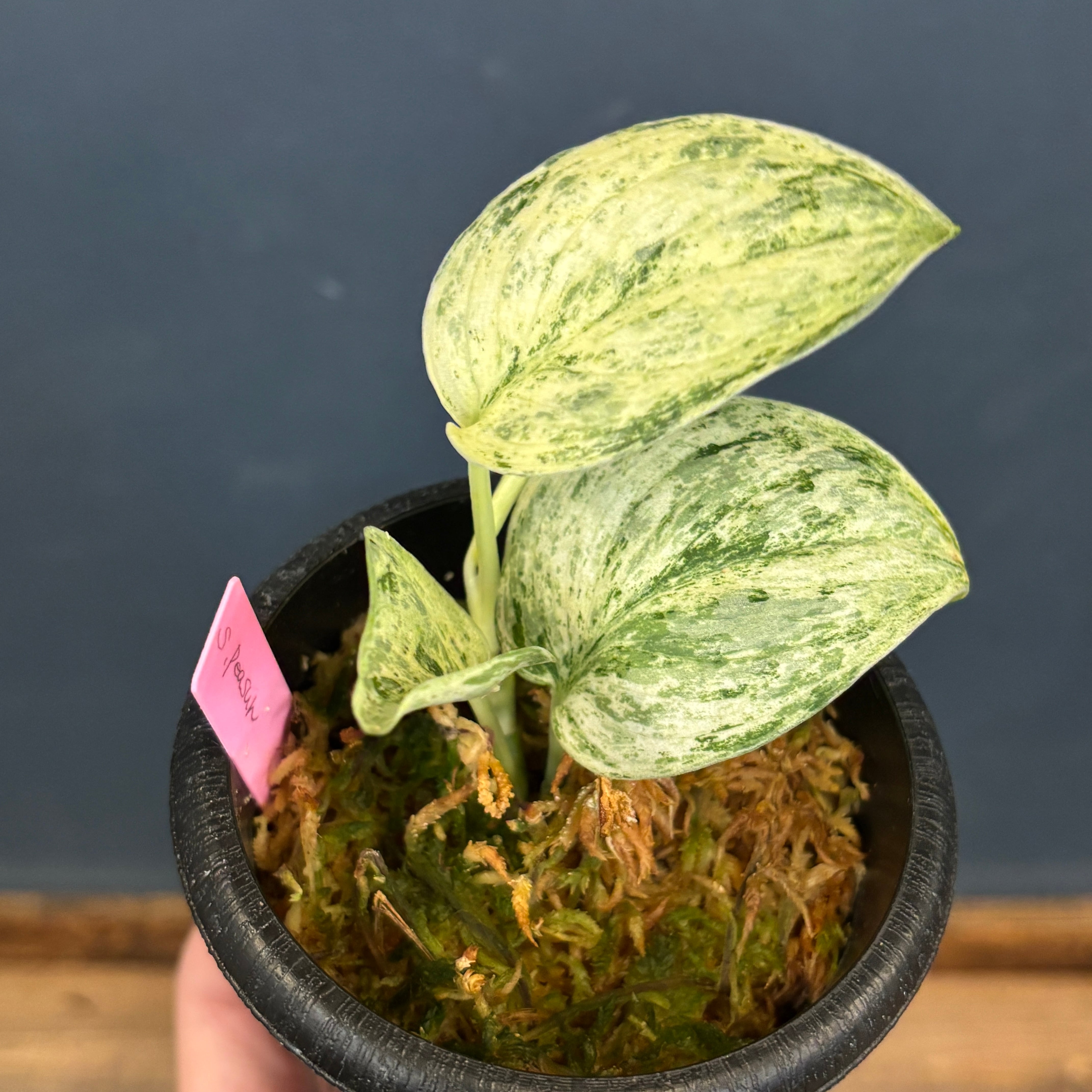 クリアランス】スキンダプサス Peasum【519】 | PROTOLEAF プロトリーフ