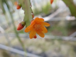 Pfeiffera monacantha　４号　吊り鉢